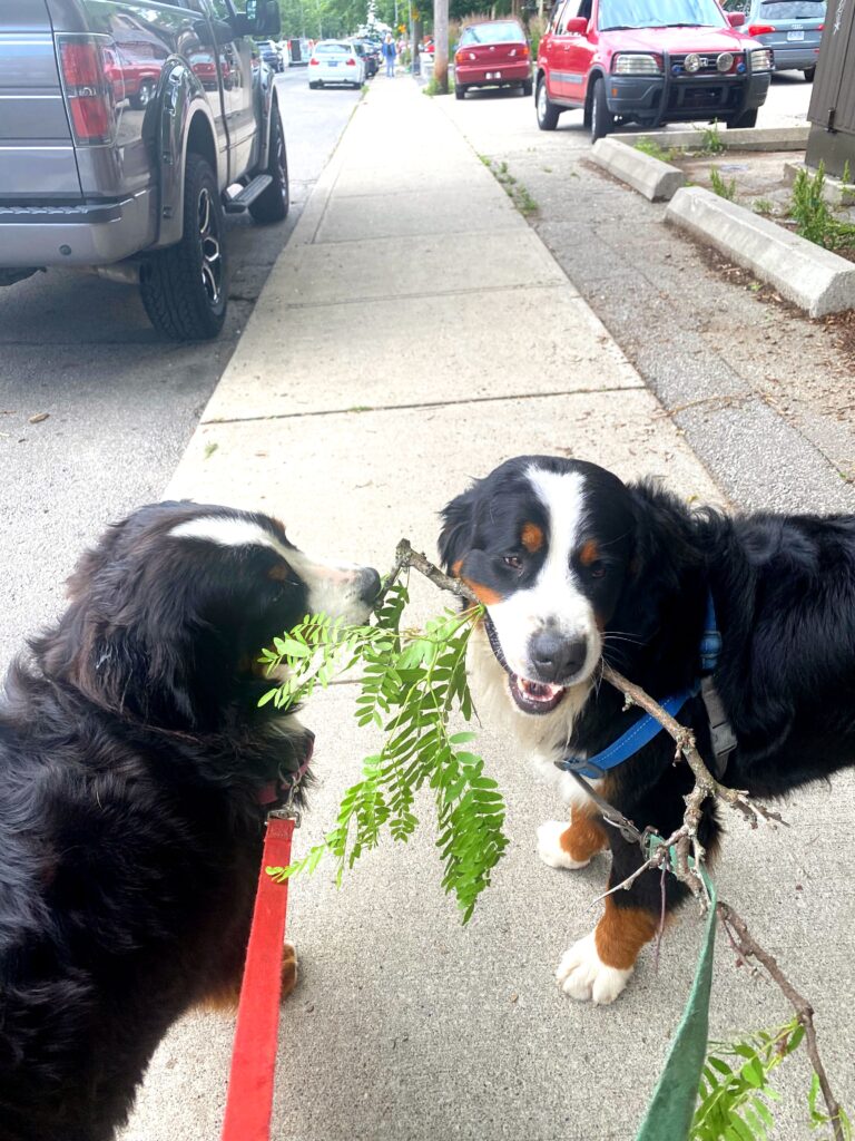 woof walk bernese mountain dog walk