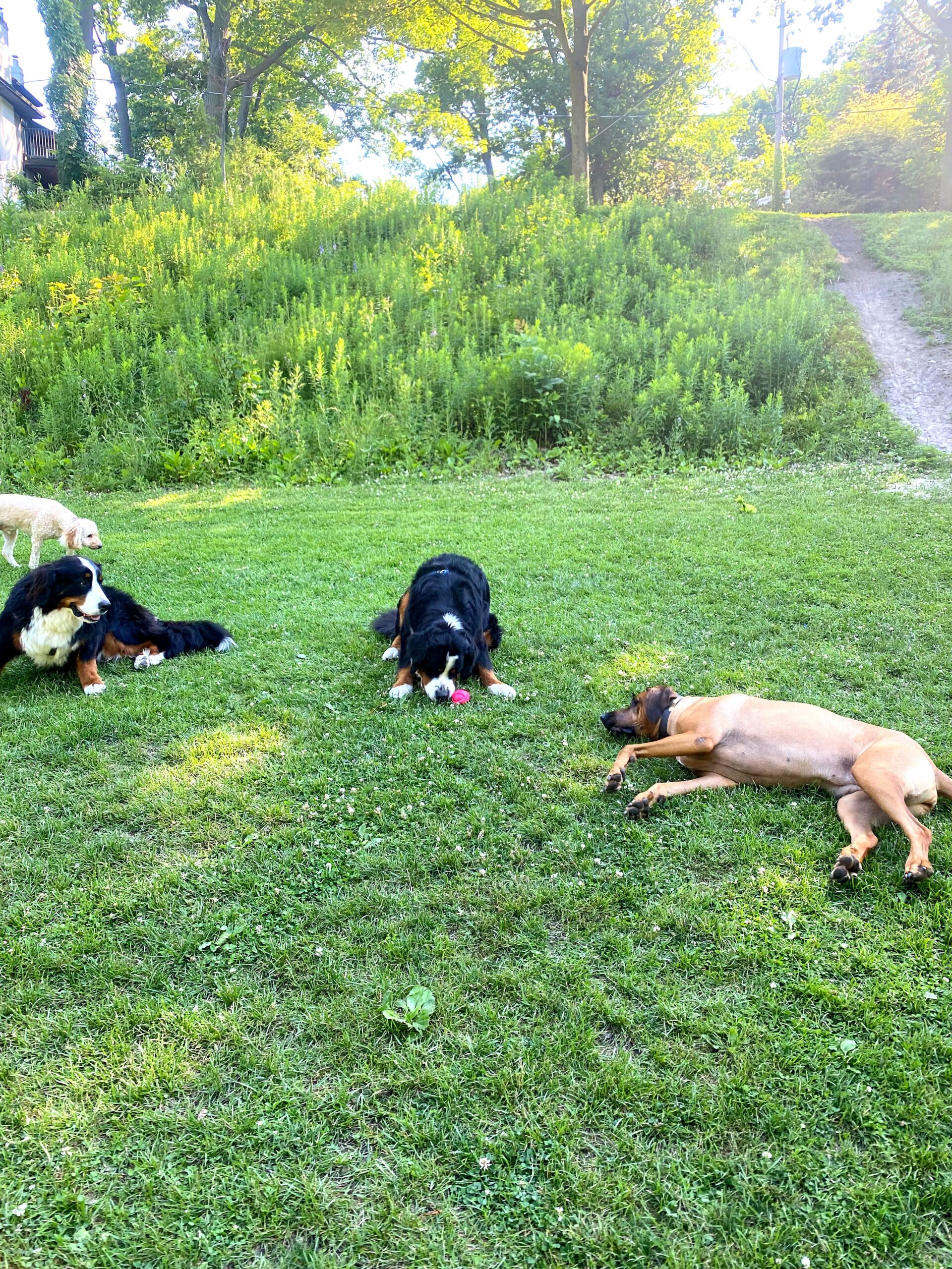 Find Out What To Know About Bernese Mountain Dogs