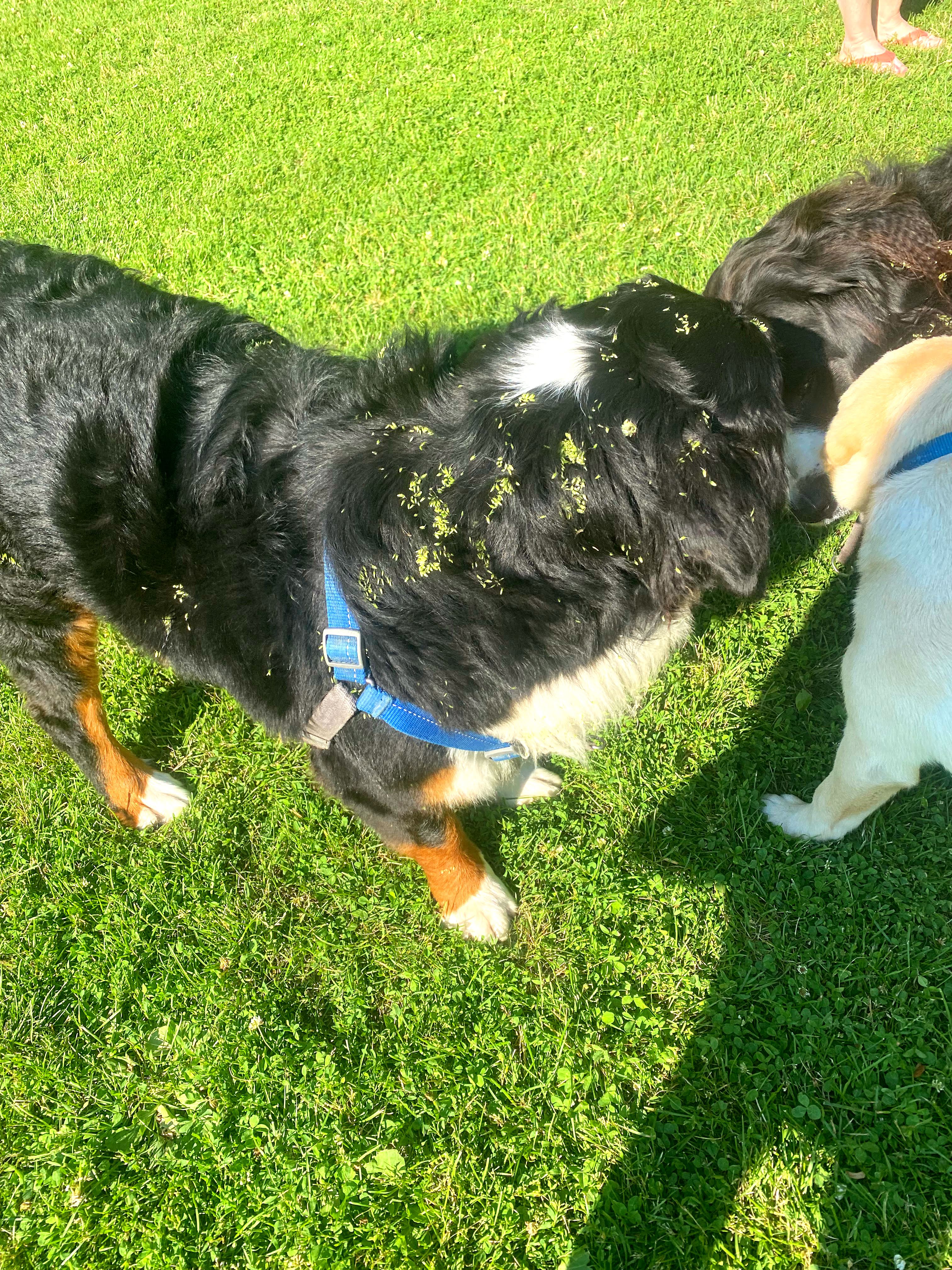 woofwalk challenge burrs bernese mountain dog