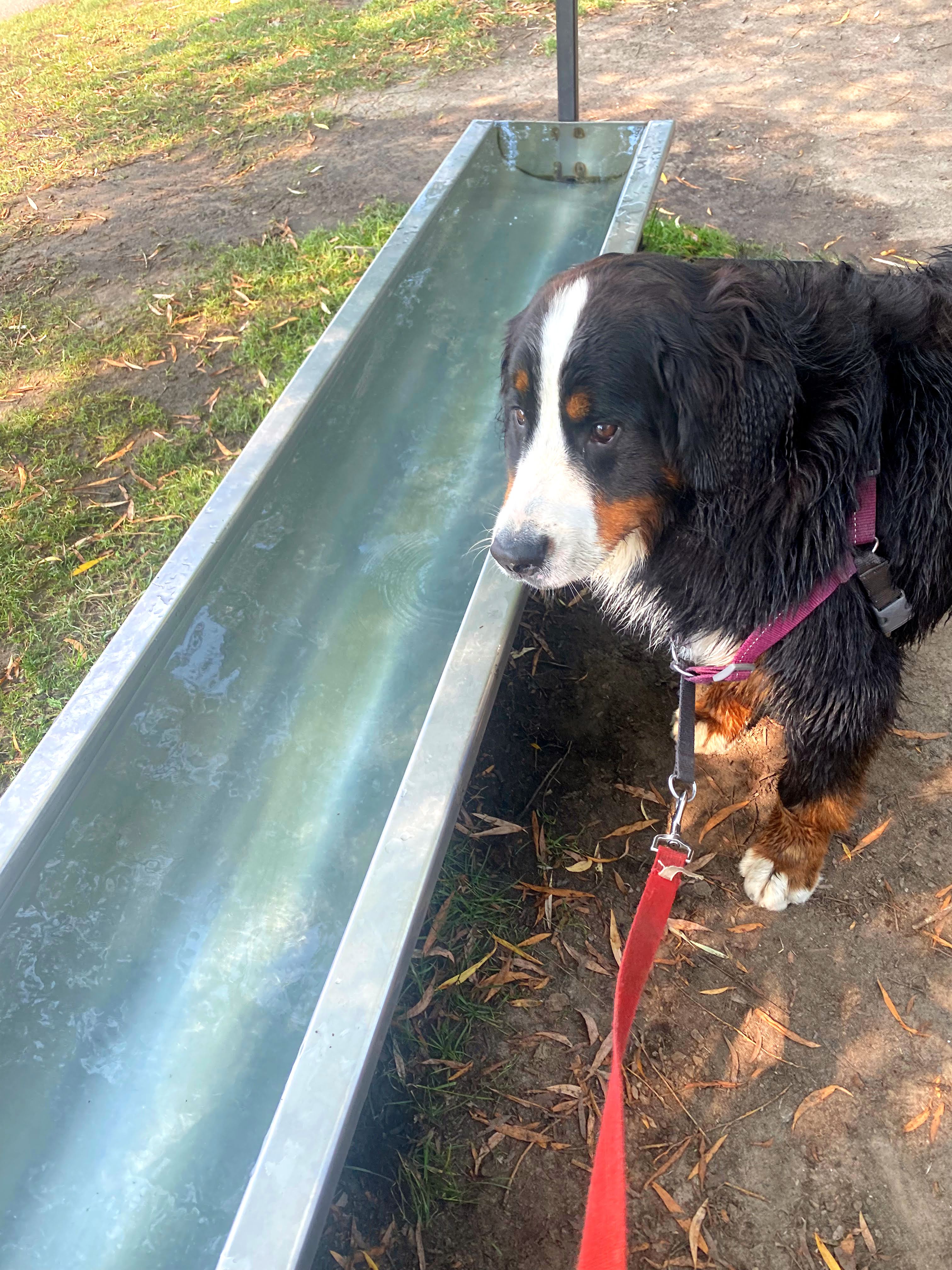 woofwalk challenge update bernese mountain dogs