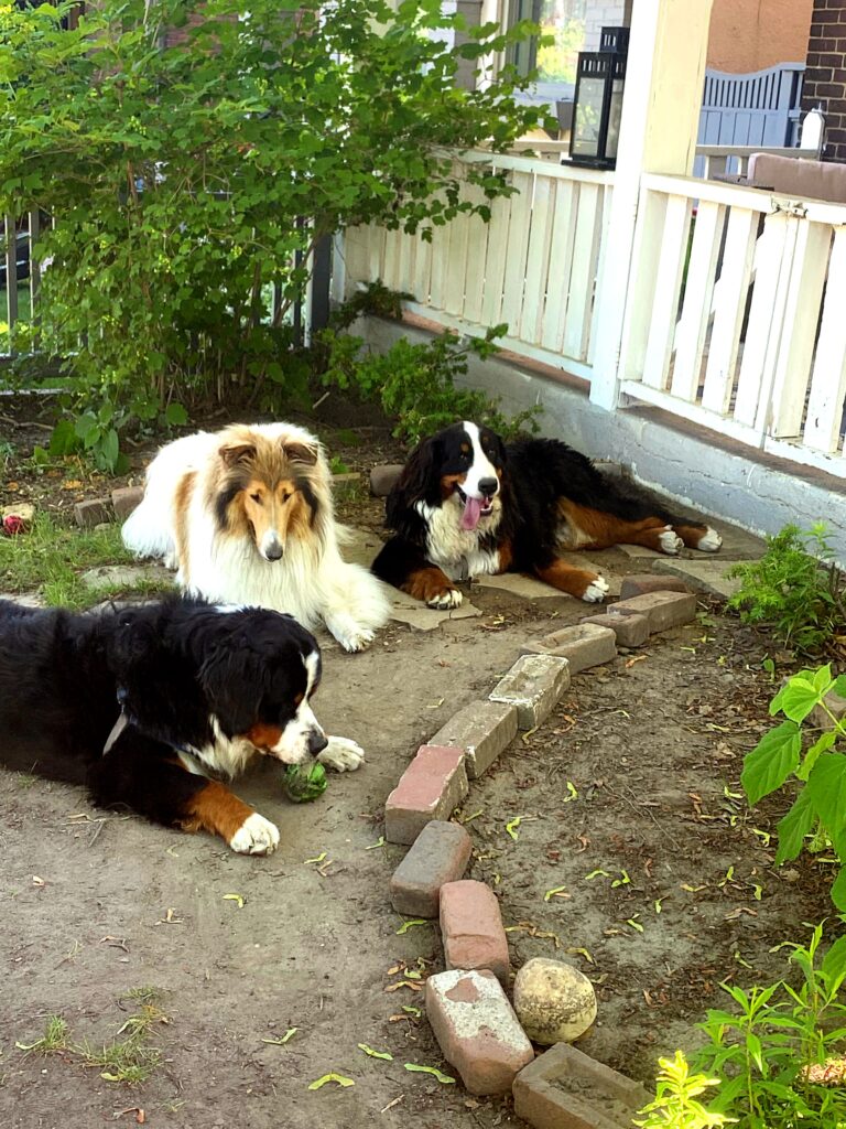 finding the right dog breed bernese mountain dogs long haired Collie