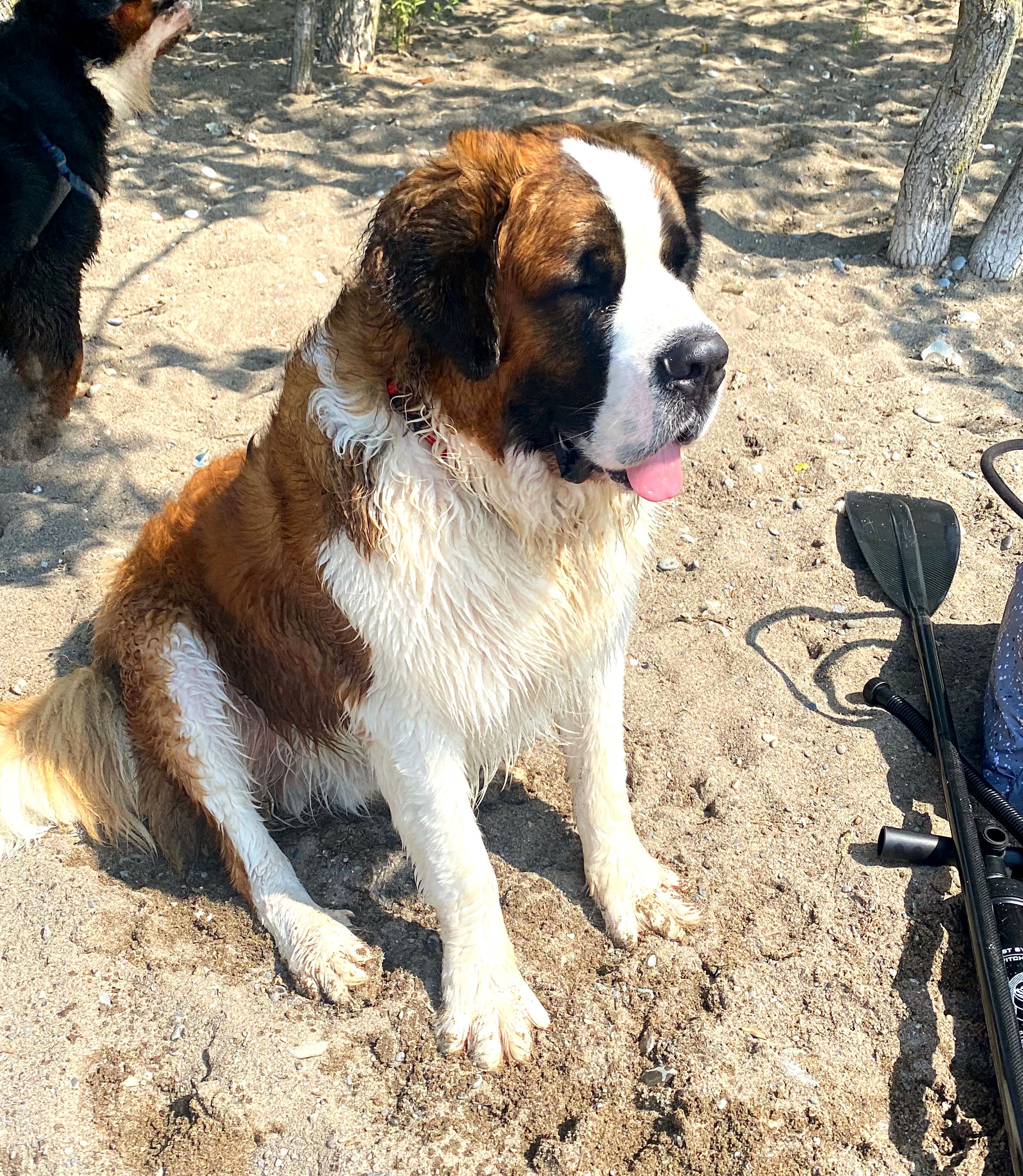 picking the right dog breed for your home and family Saint Bernard