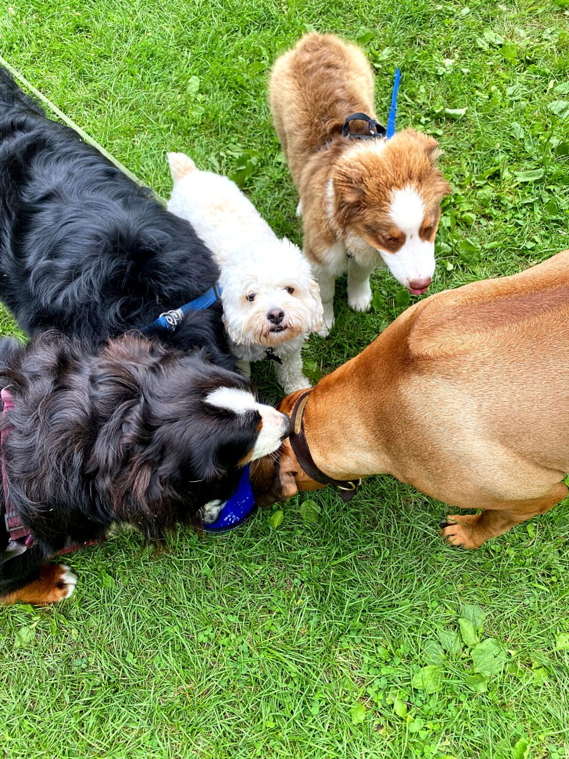 finding-the-right-dog-breed-6-1170x1560.jpg
