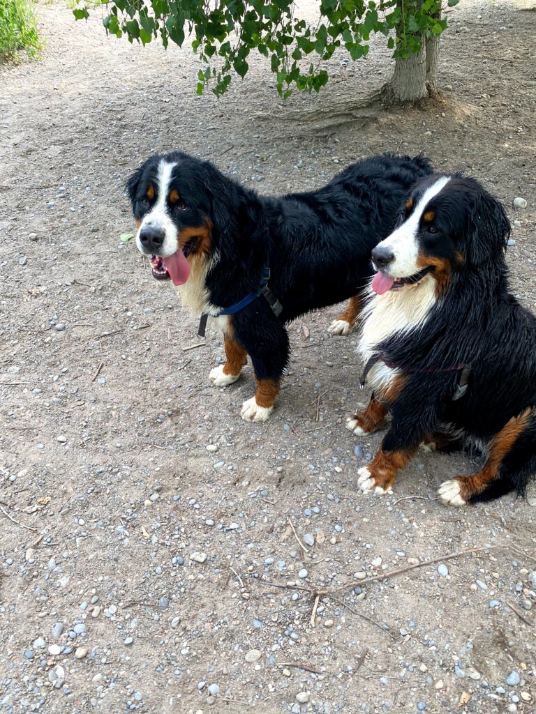 finding the right dog breed bernese mountain dogs