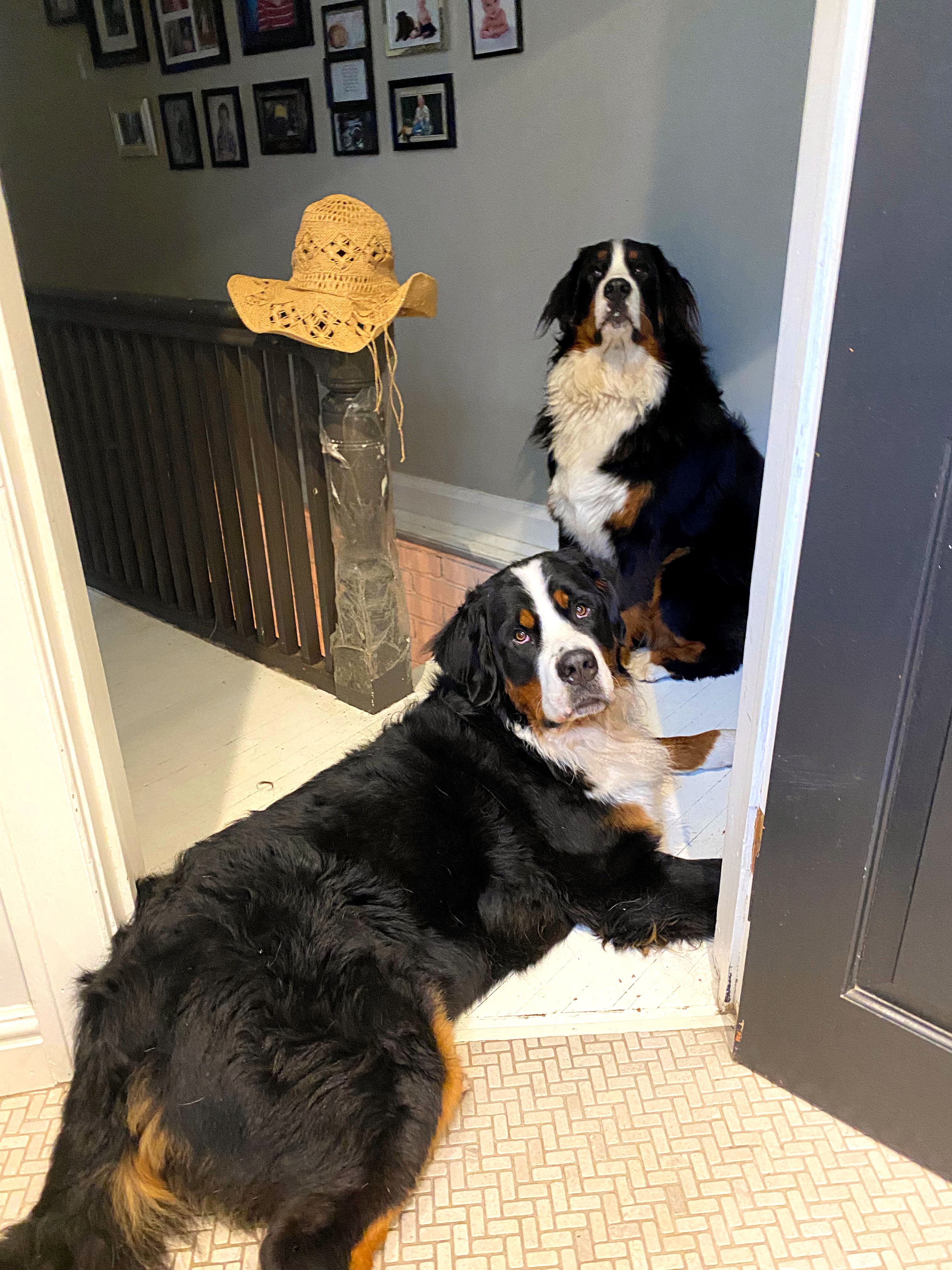 Bernese mountain dogs overprotective dogs