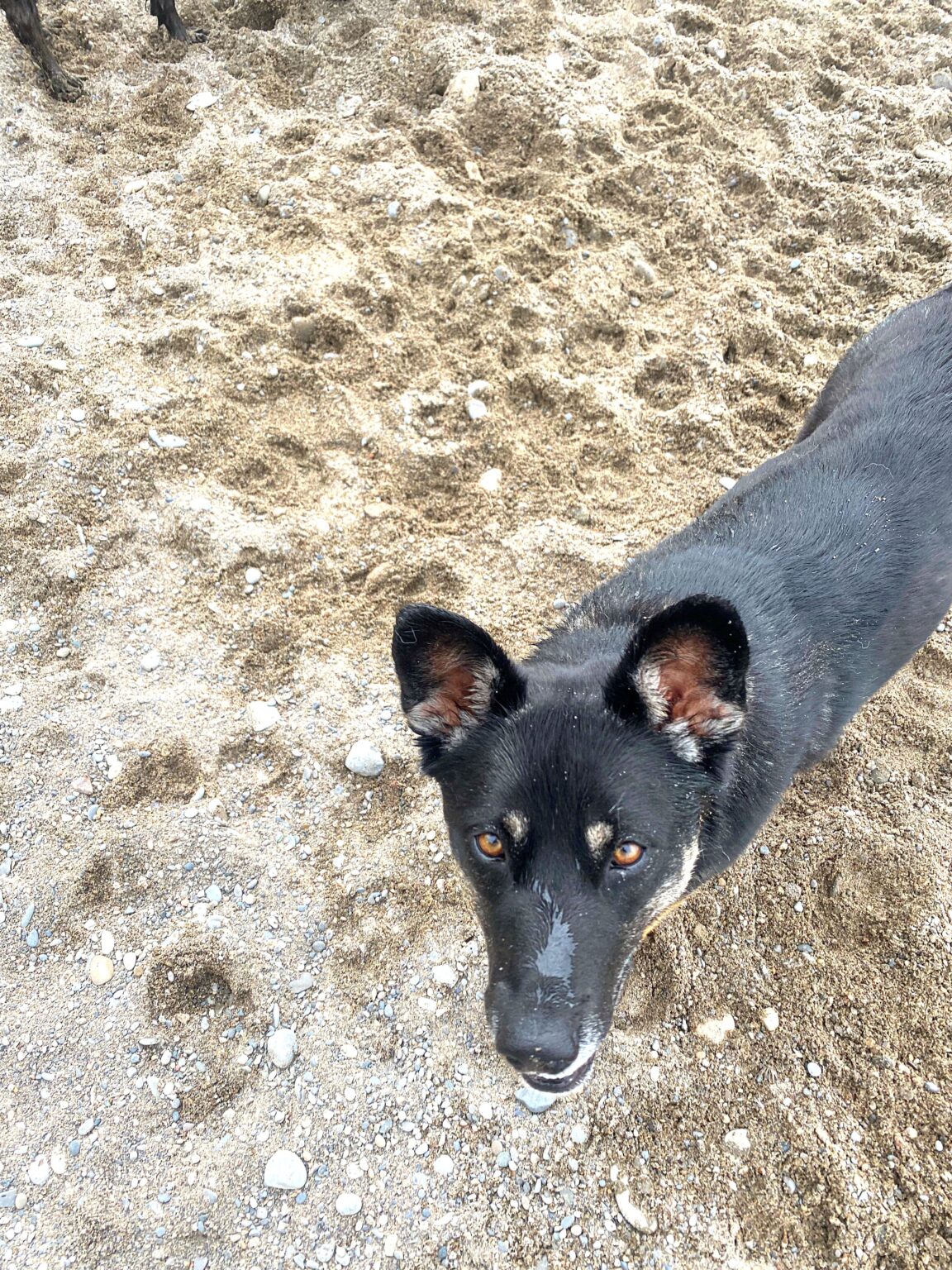 How To Deal With An Overprotective Dog Help! I've Got Pets