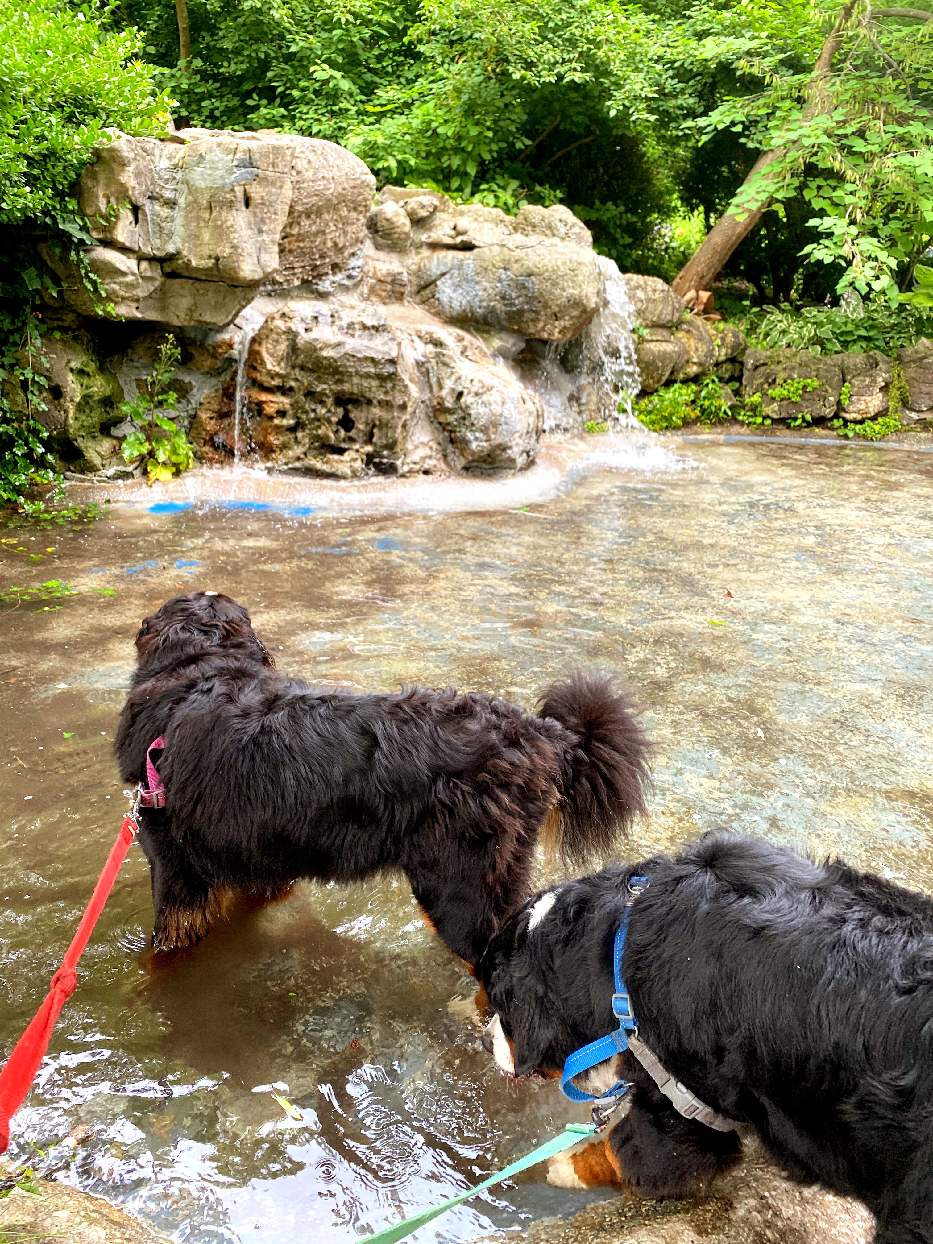 bernese mountain dogs water fountain