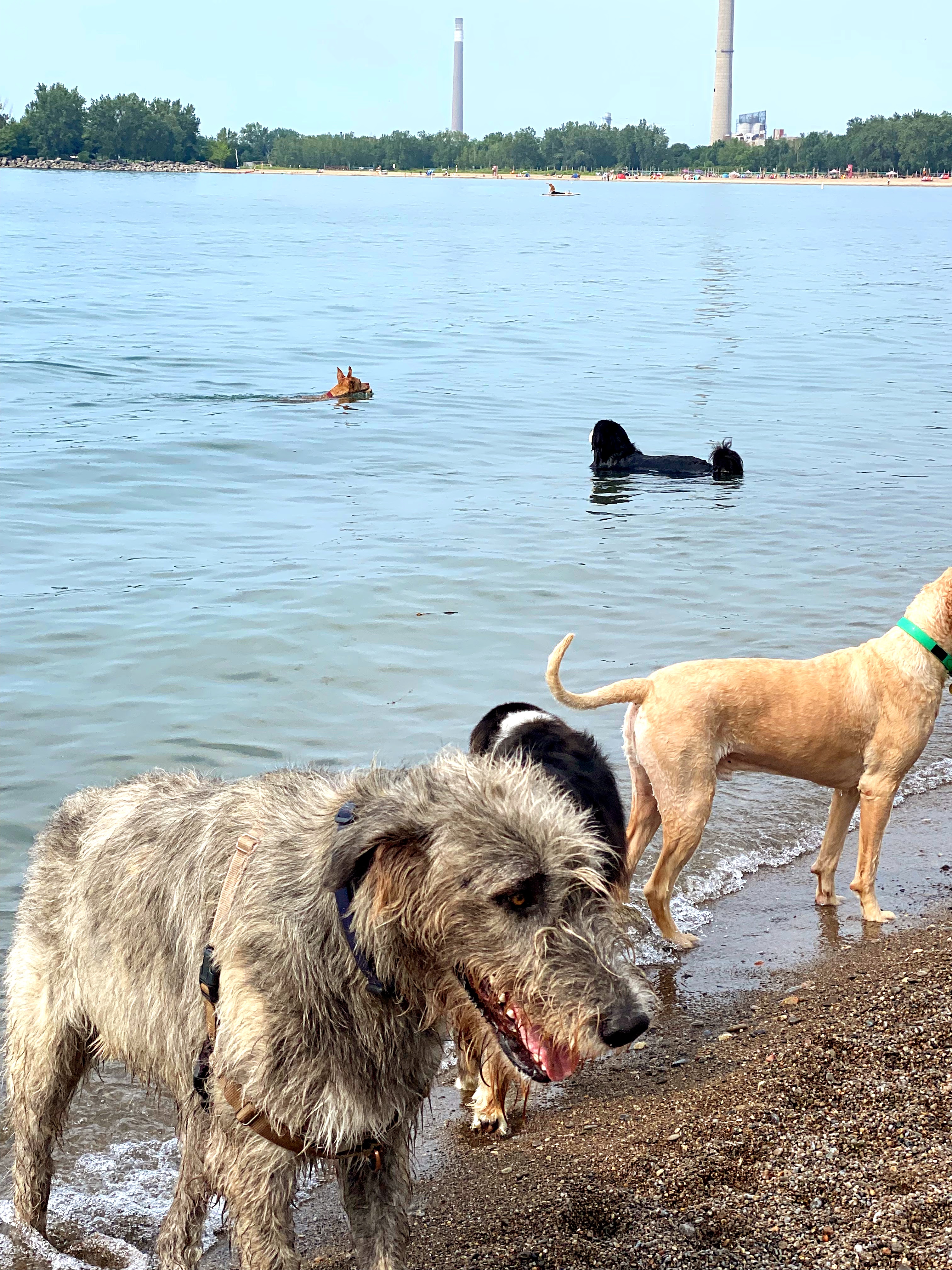 bernese mountain dog dog park swimming