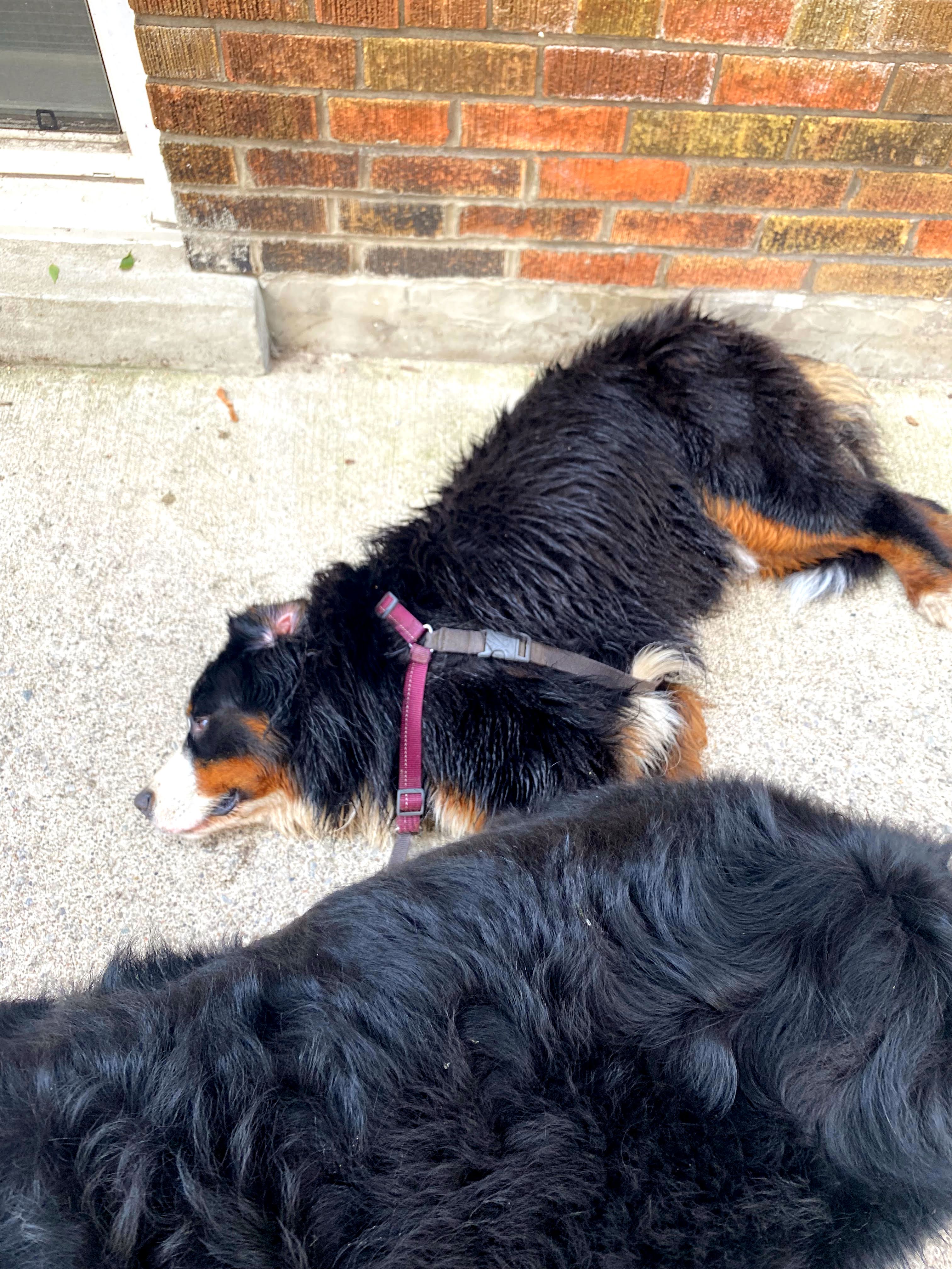 woof walk challenge update bernese mountain dog lying down on sidewalk