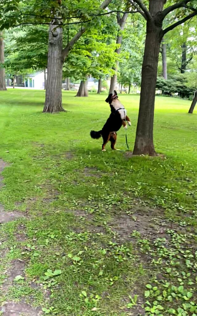 bernese mountain dog in park after squirrel