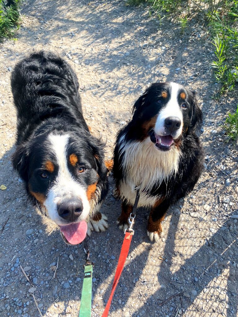 woofwalk challenge update bernese mountain dogs