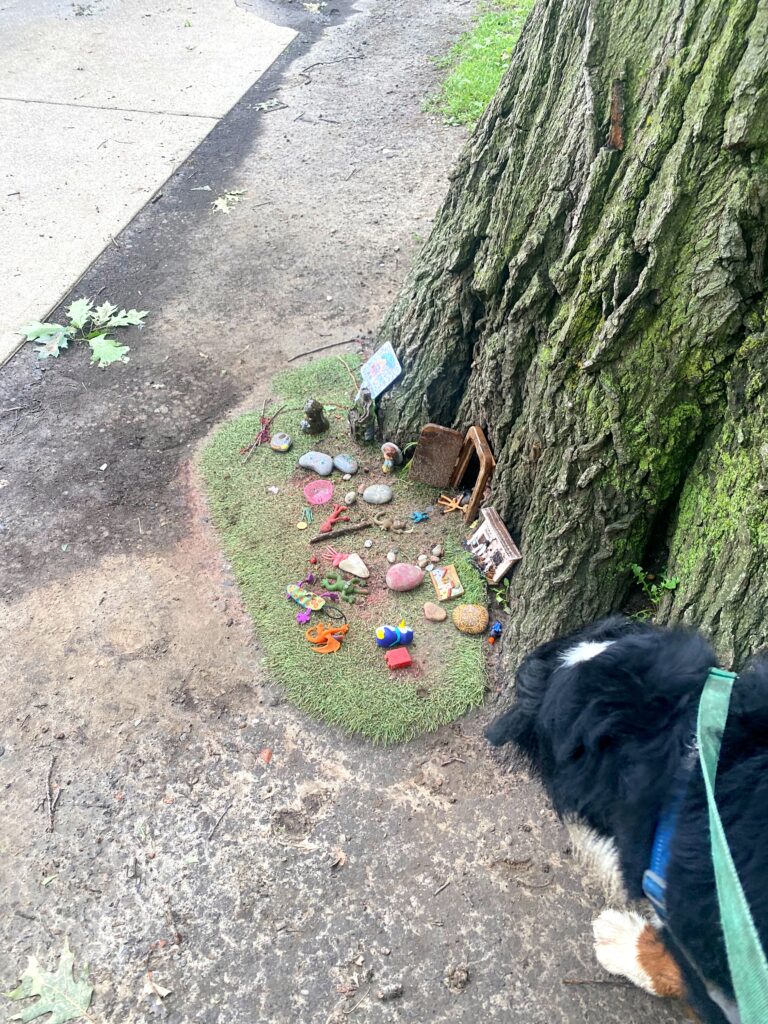 woofwalk challenge update fairy house bernese mountain dog