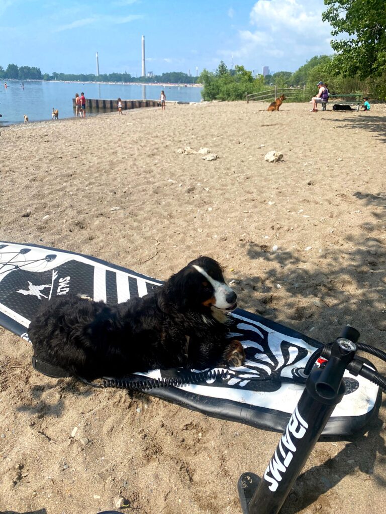 woofwalk challenge update bernese mountain dog paddle board