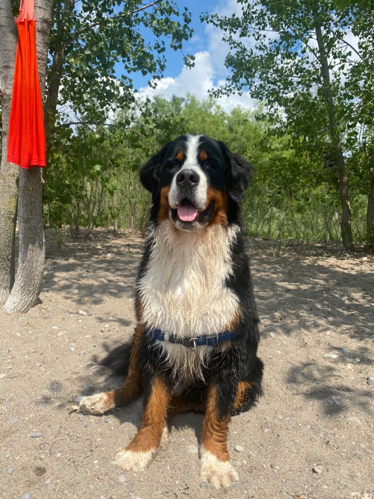 woofwalk challenge update bernese mountain dog beach