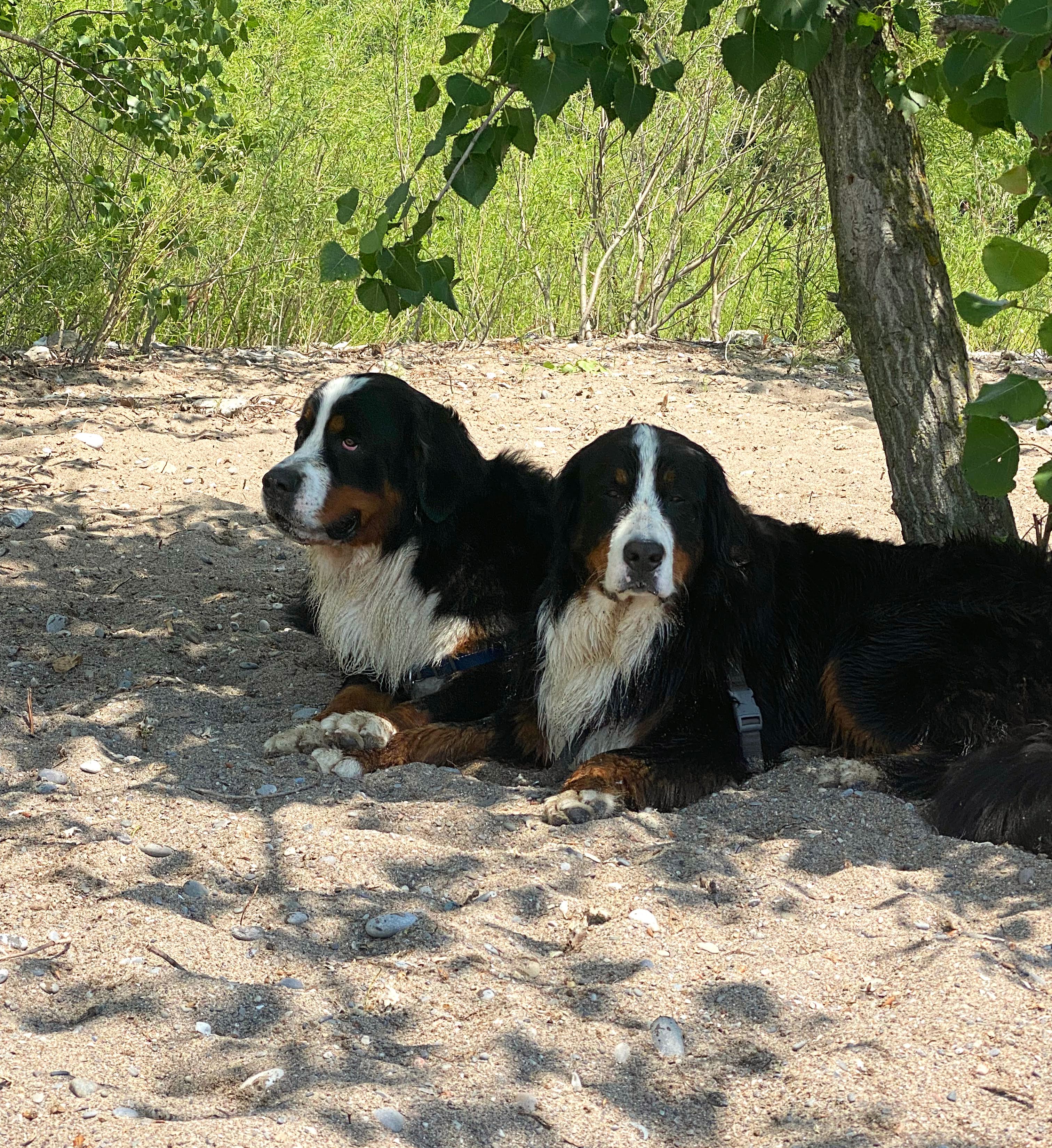 woofwalk challenge update bernese mountain dogs beach