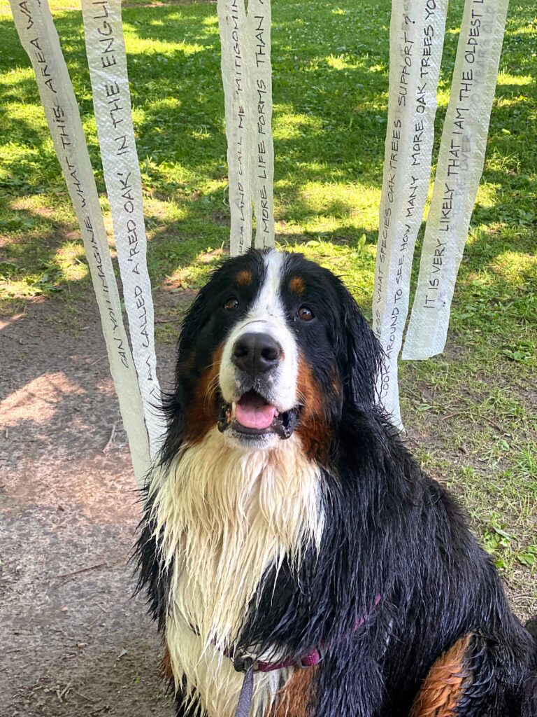 woofwalk challenge update bernese mountain dogs oak tree