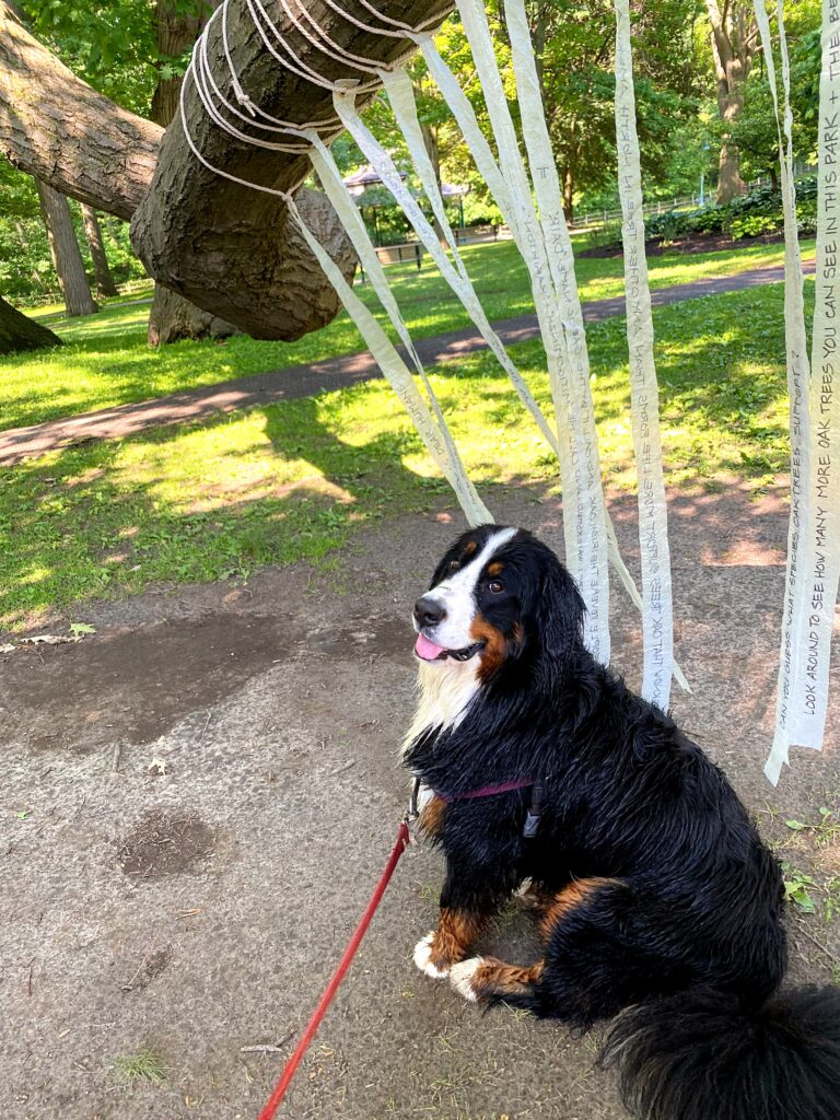 woofwalk challenge update bernese mountain dog oak tree