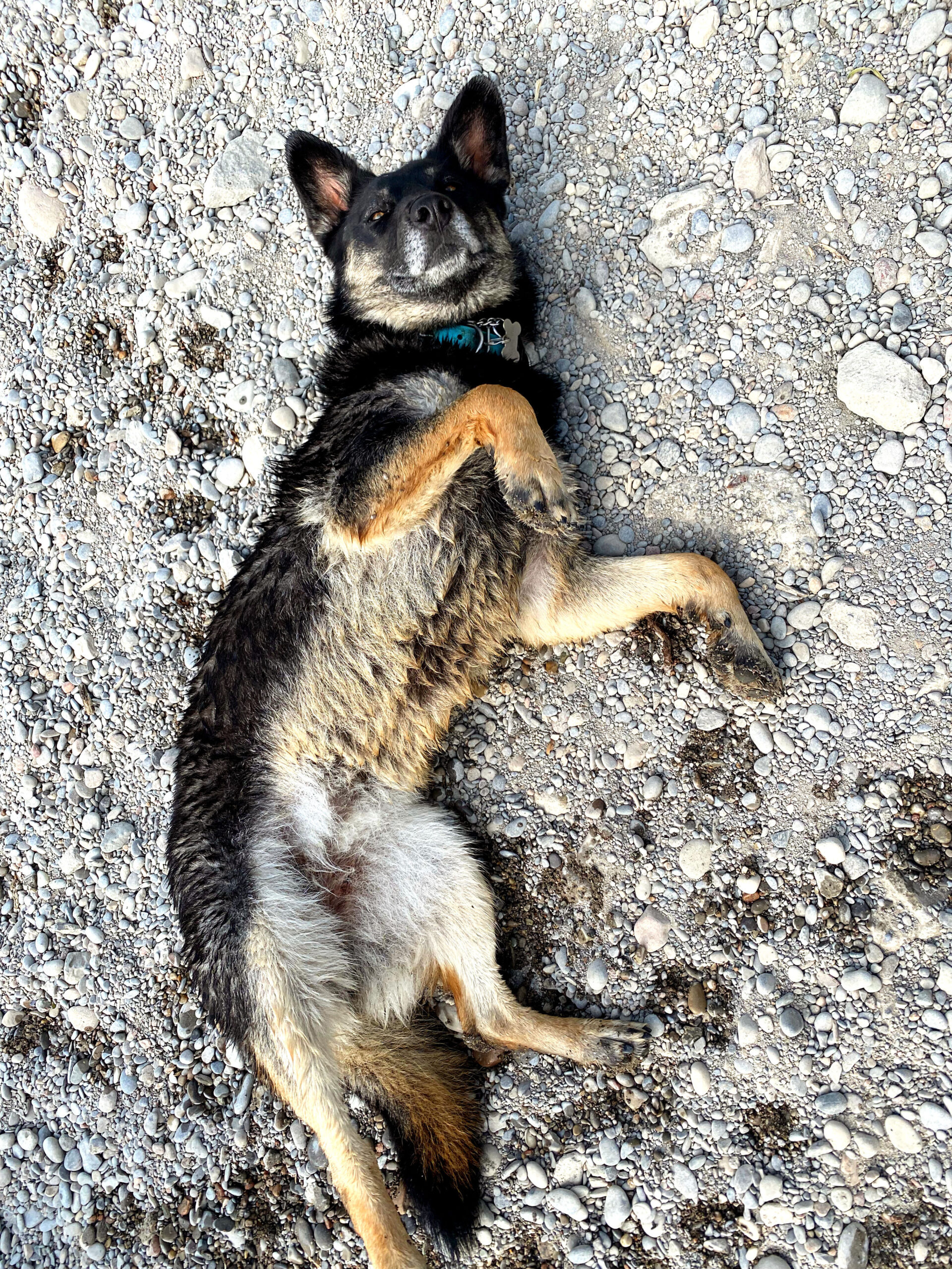 Why Does My Dog Smell So Bad? Help! I've Got Pets