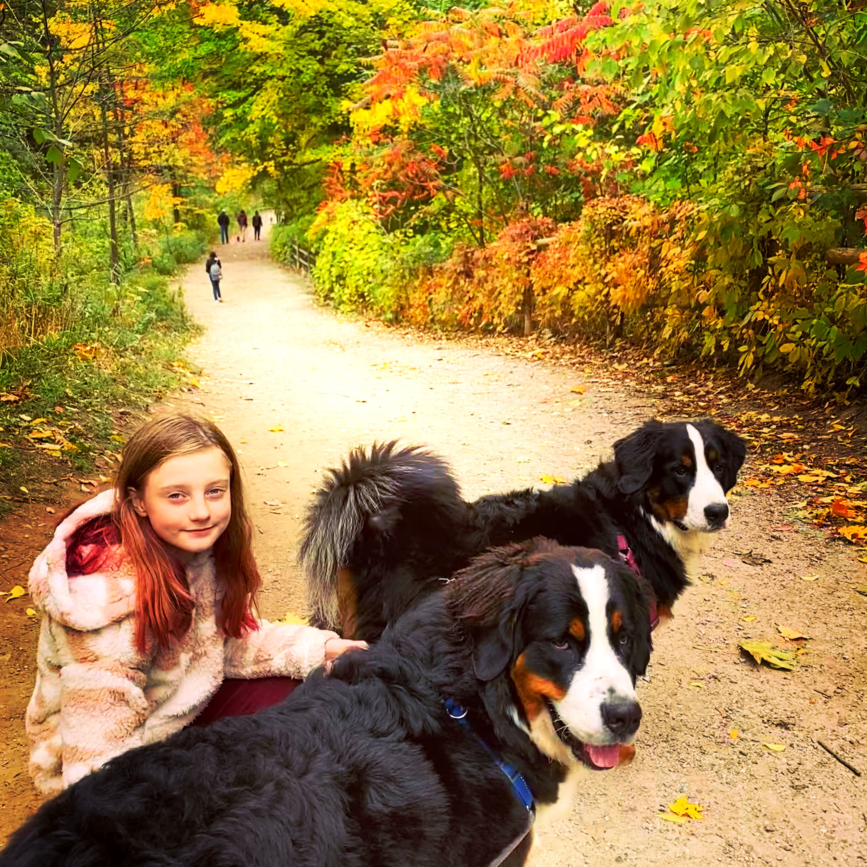 fall hiking with dogs fall foliage