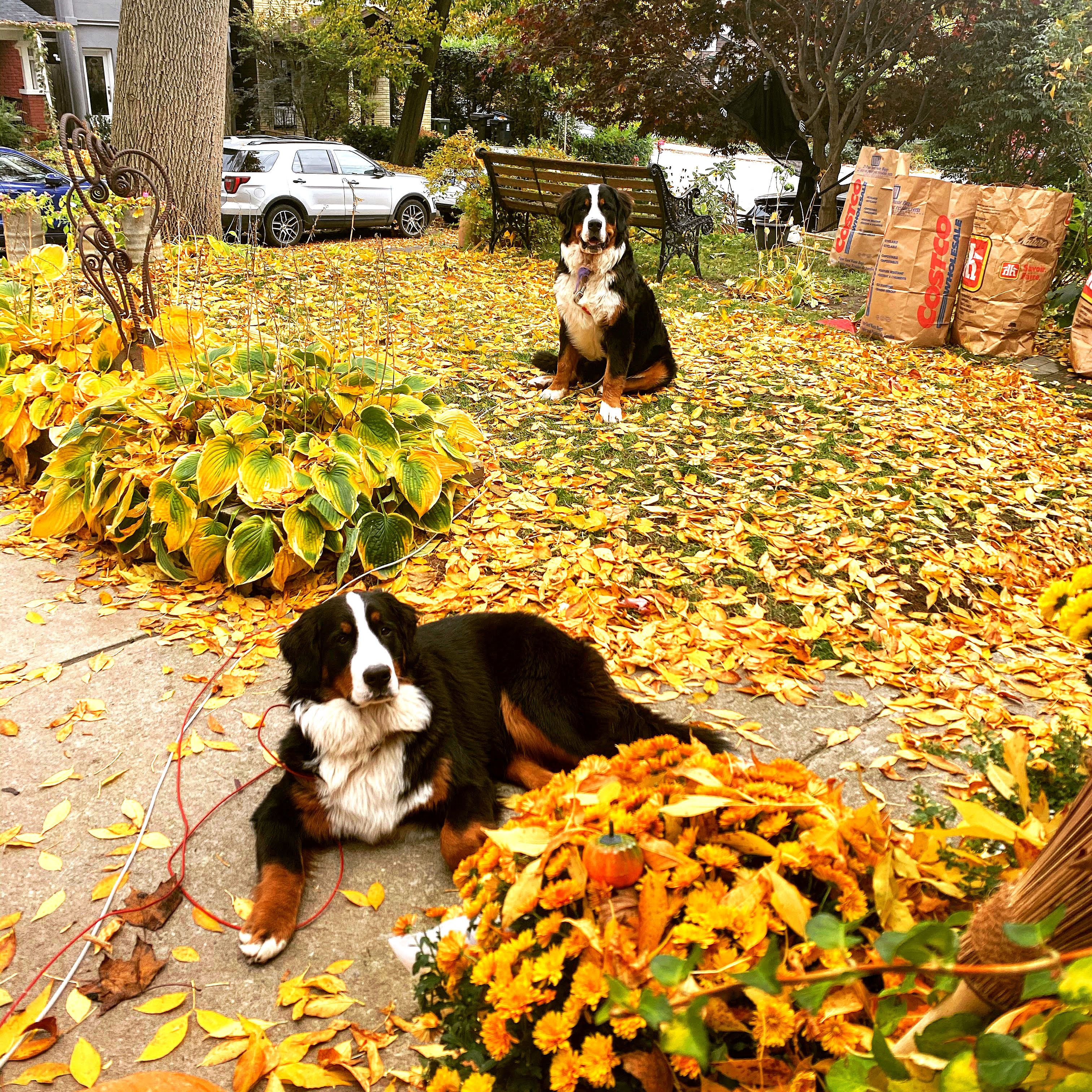 fall activities for dogs leaves