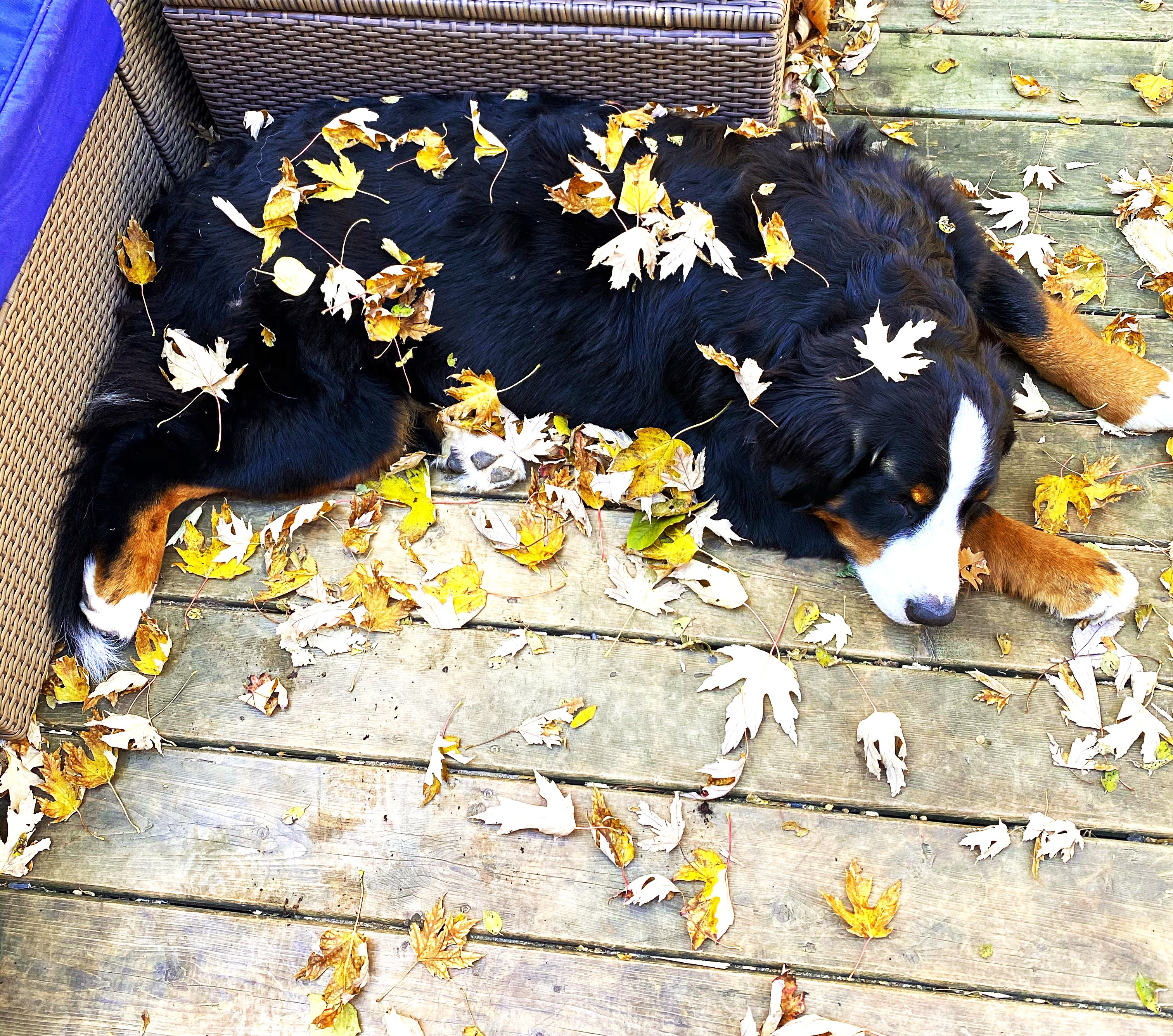 things to do with your dog in fall