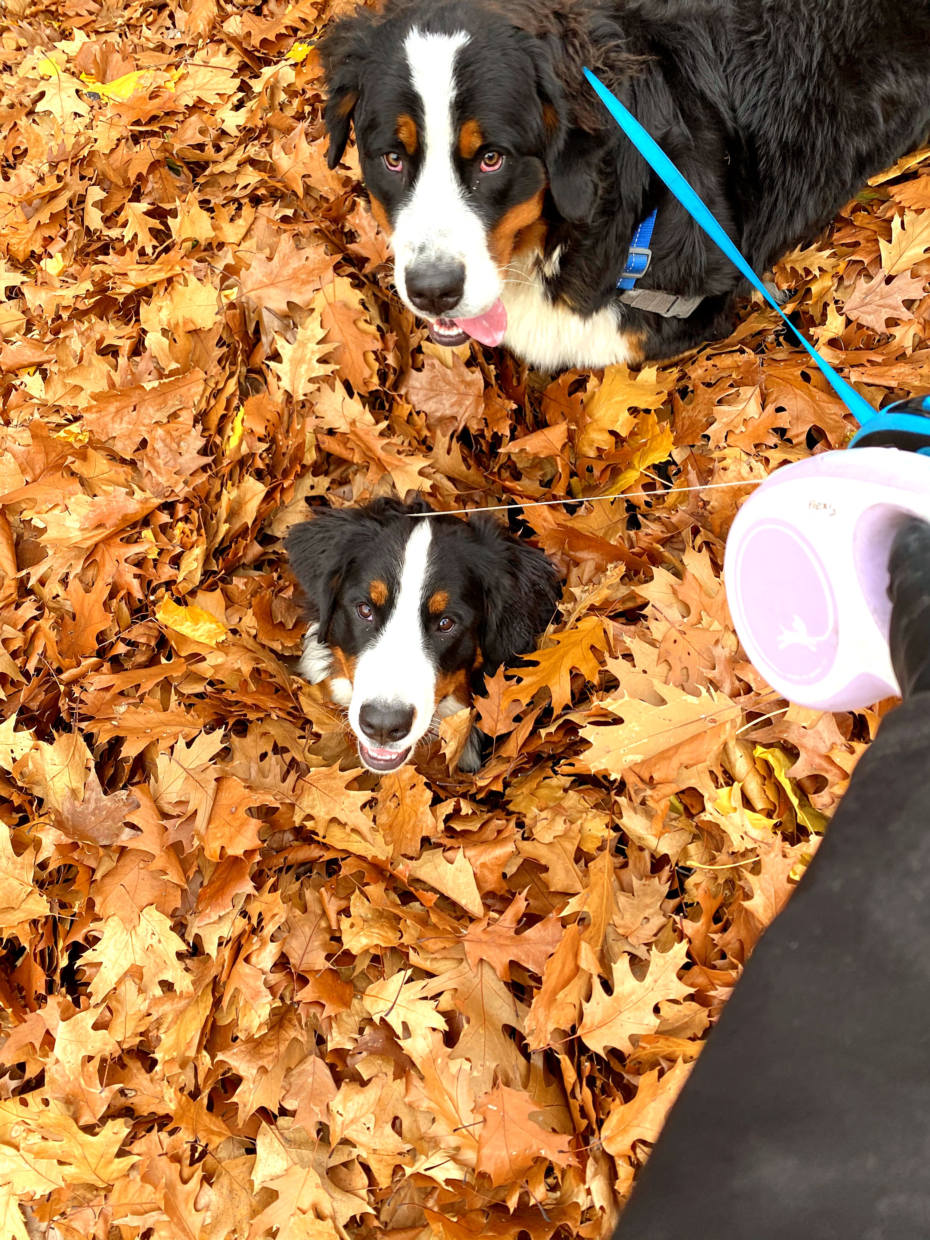 fall activities dog leaf pile