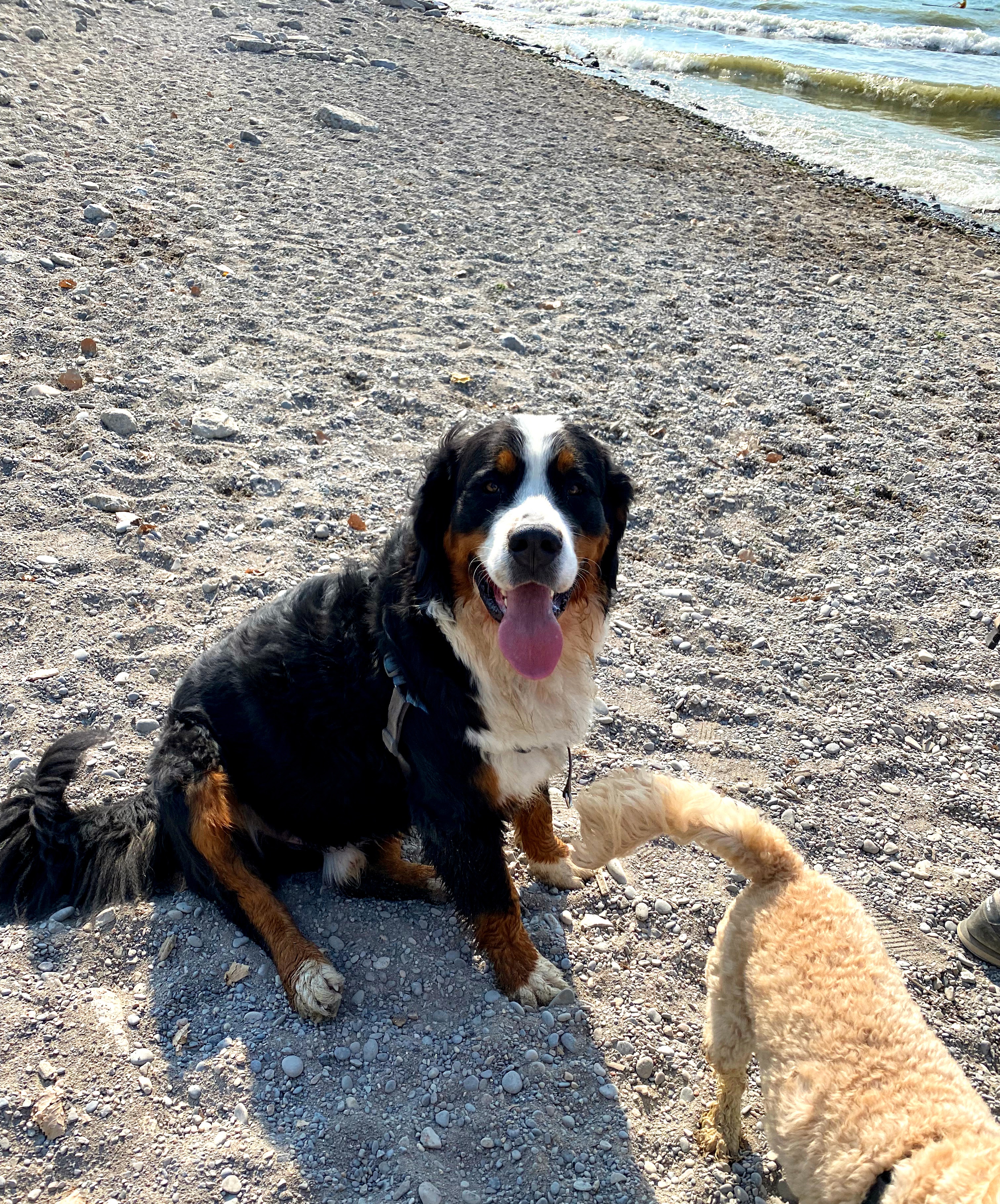 bernese mountain dog responsible dog ownership month