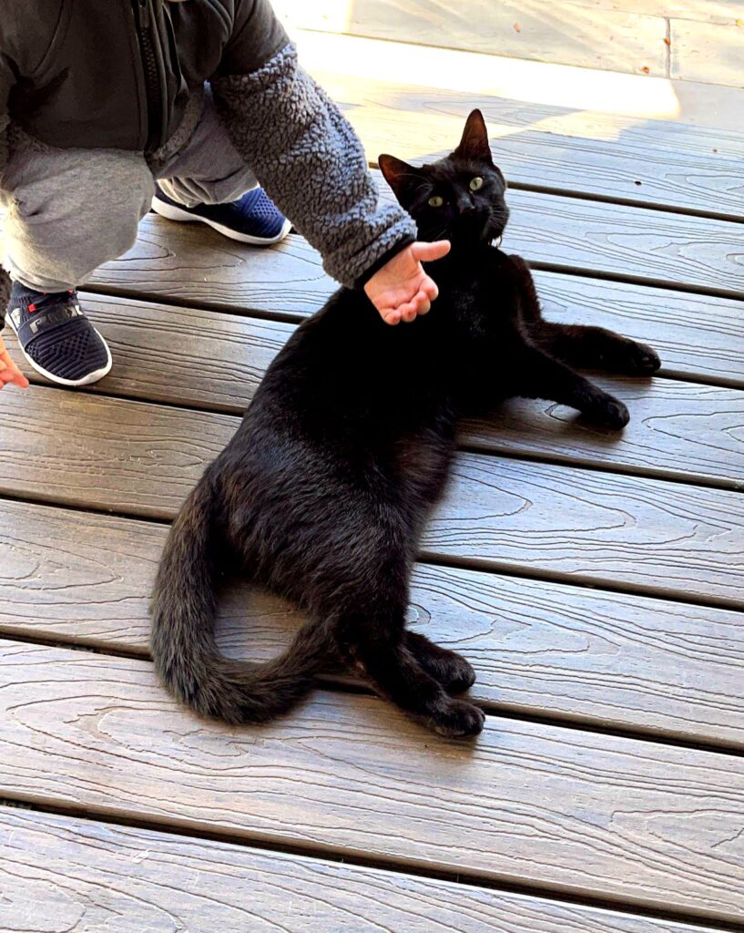 black cat cute cat cat sitting