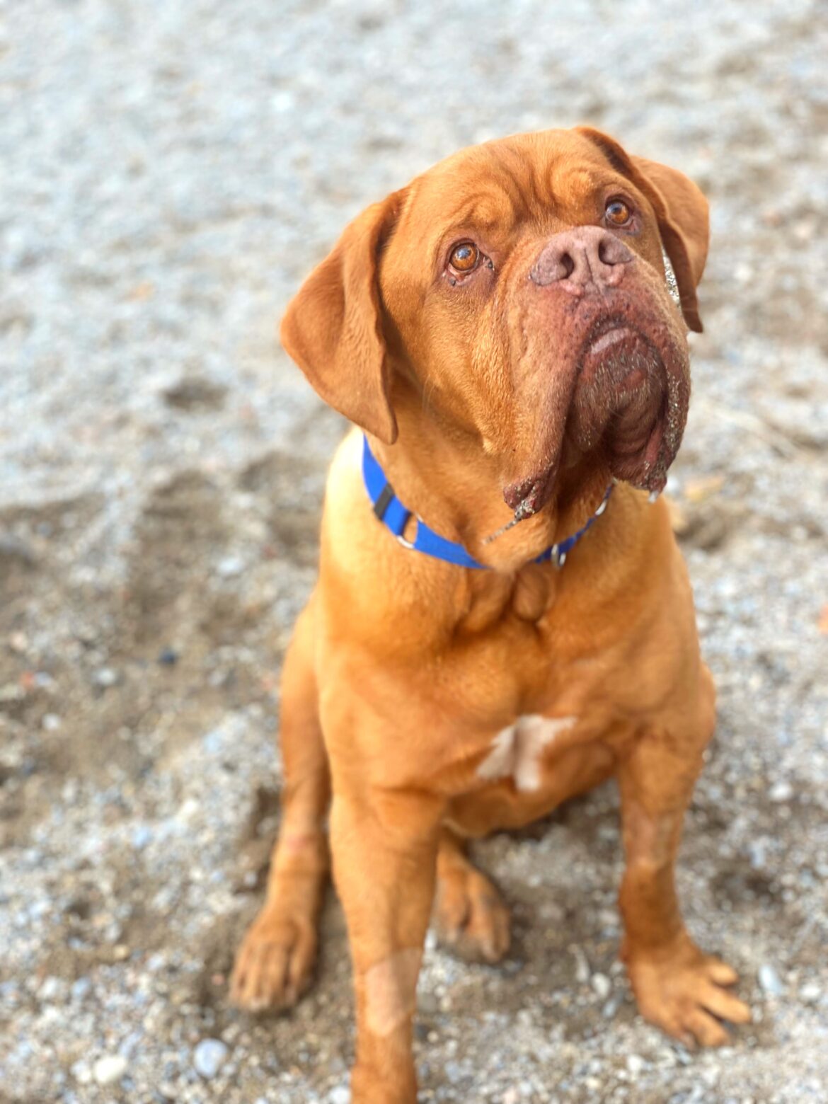 why you should adopt a dog