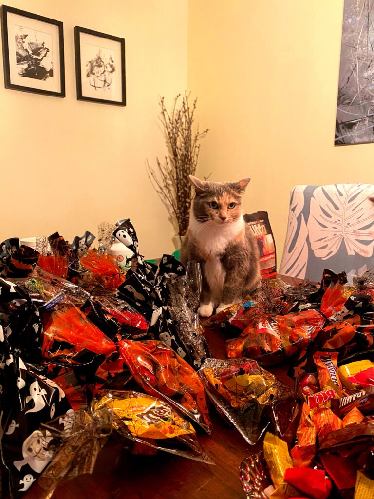 candy toxic to cats and dogs halloween safety tips chocolate