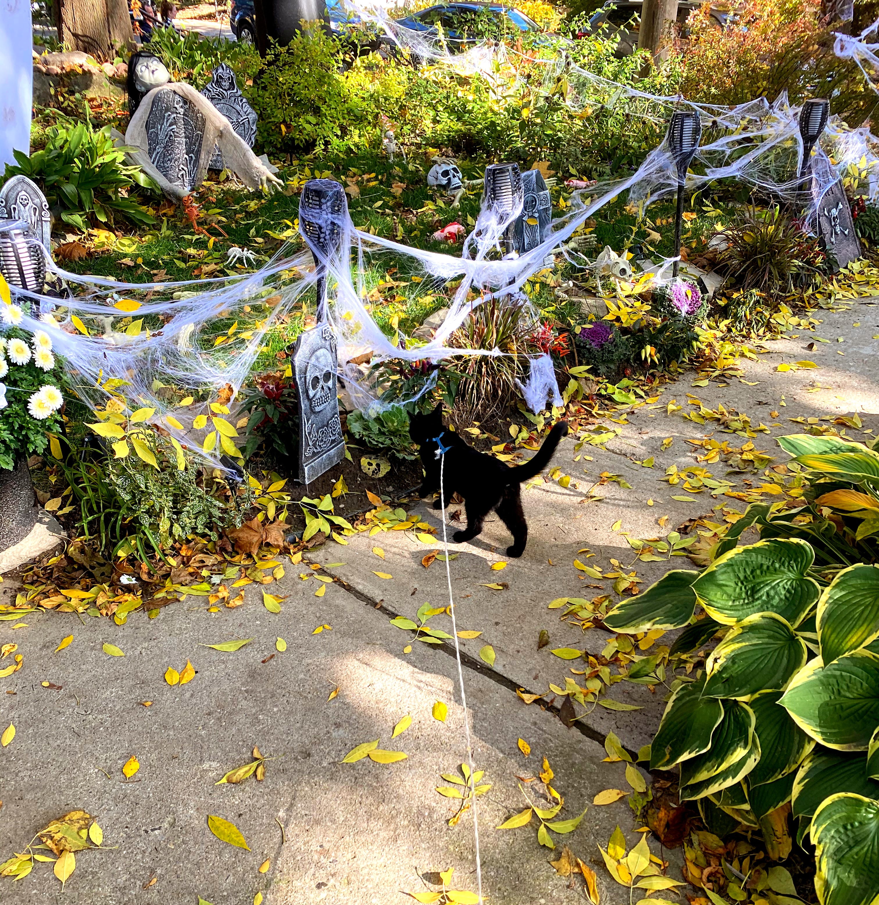 how to keep your cat and dog safe on halloween safety tips