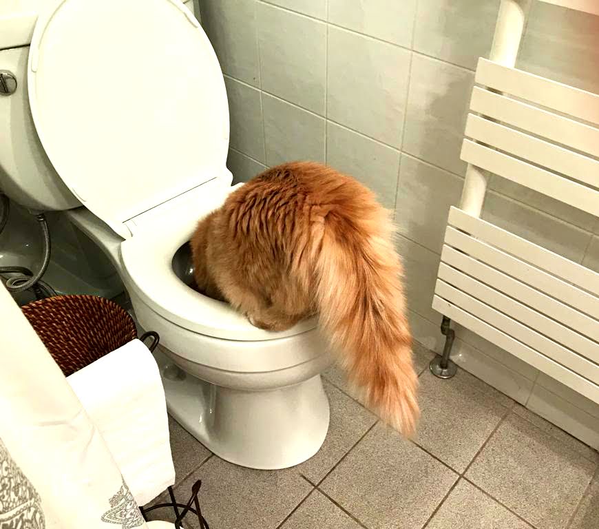funny cat drinking out of toilet