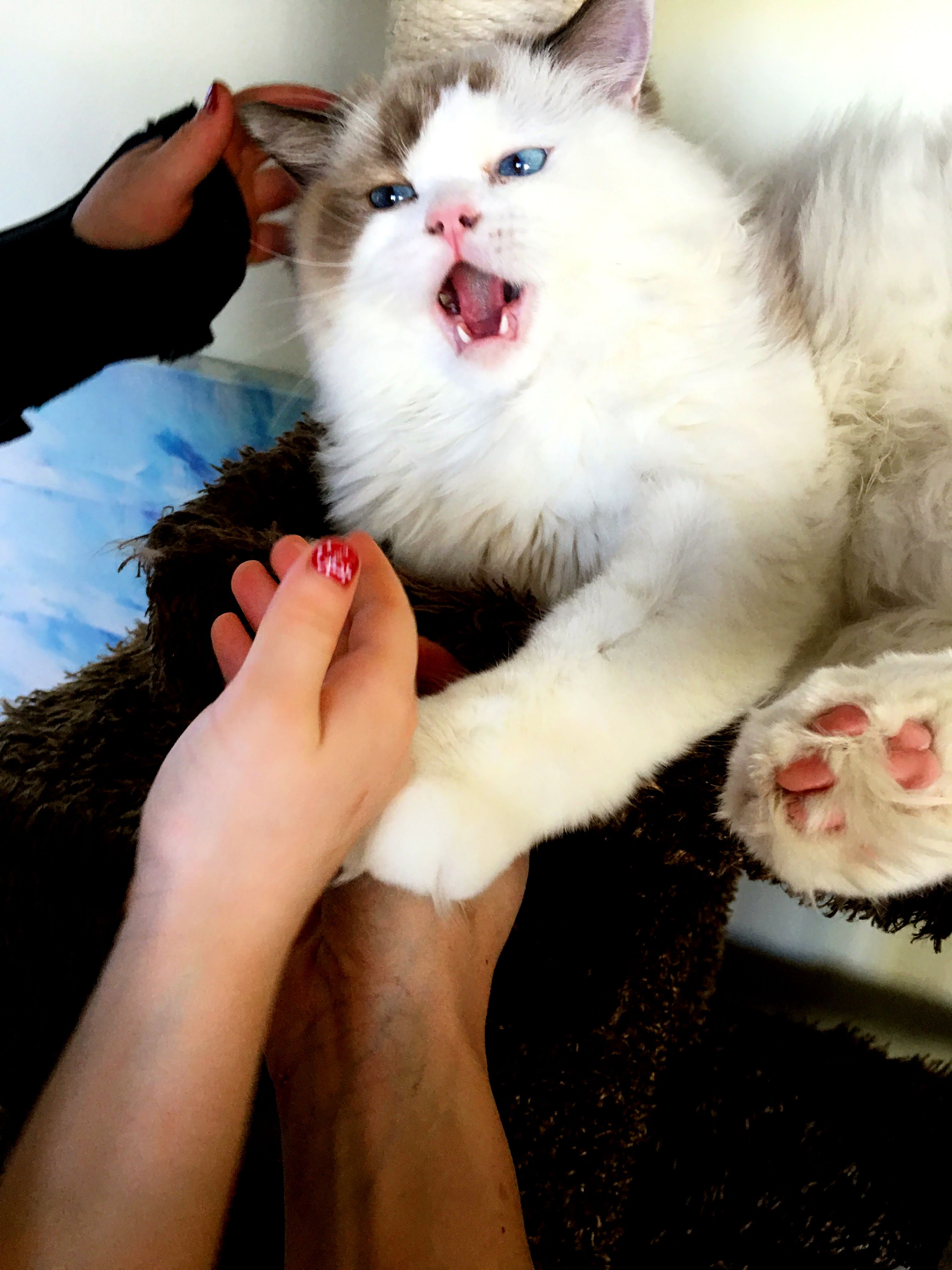 funny cat biting hand odd quirky behavior