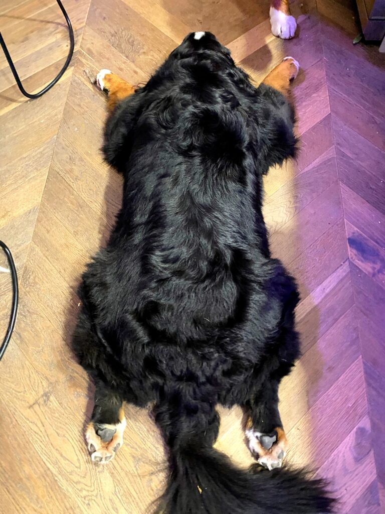 ultra oil for pets shiny coat