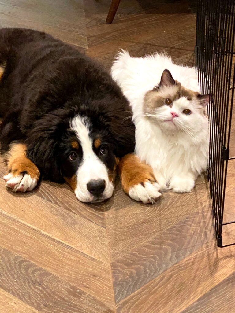 Bernese mountain dog puppy and Ragdoll cat budget with pet