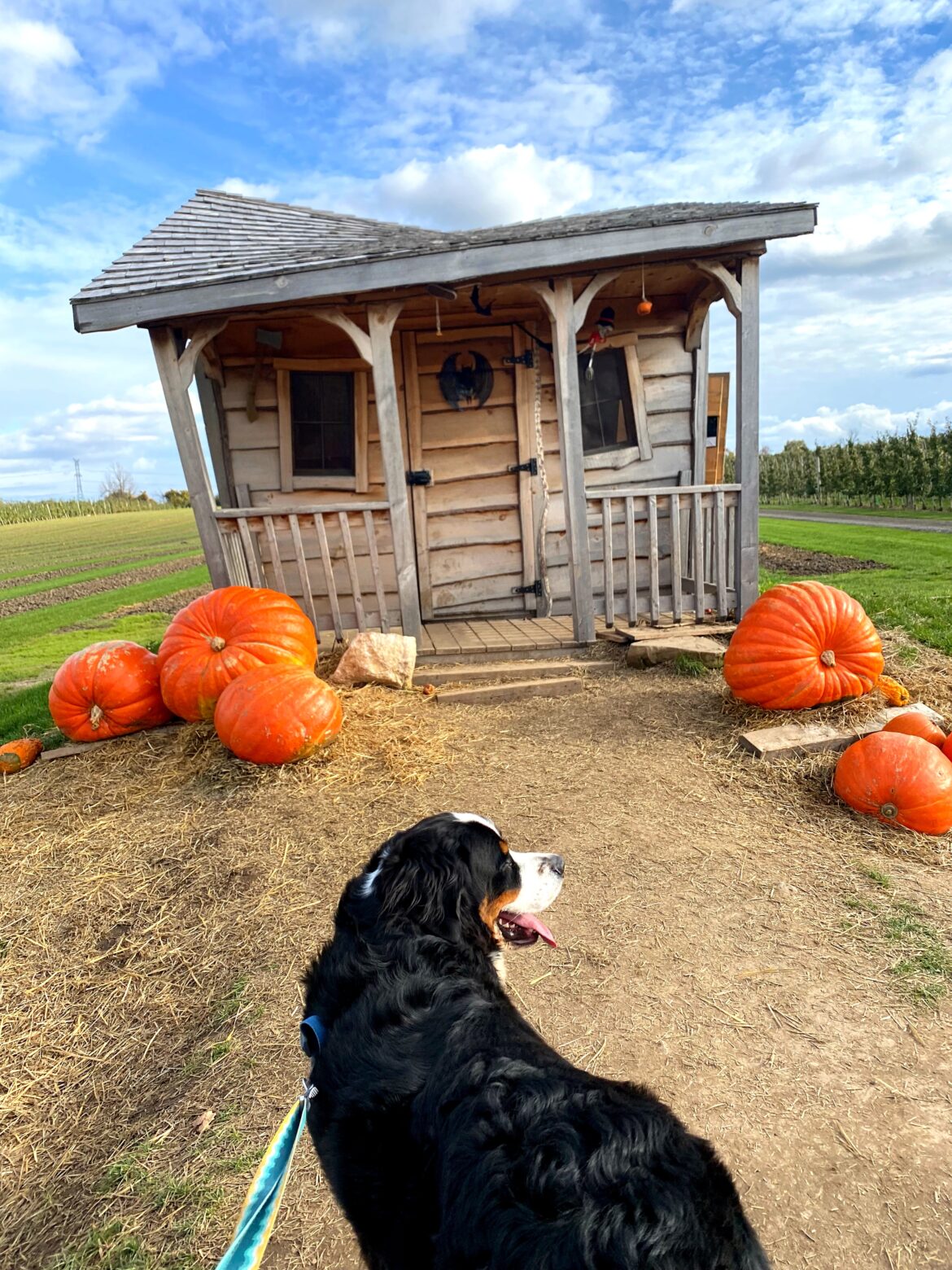 halloween safety pets cats dogs