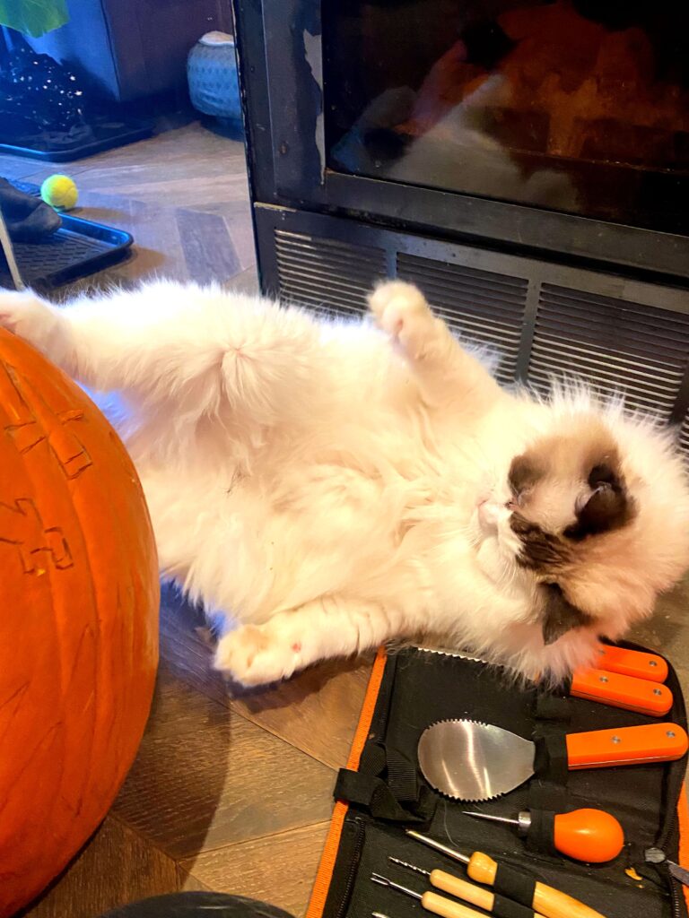 cat ragdoll halloween safety pets dogs