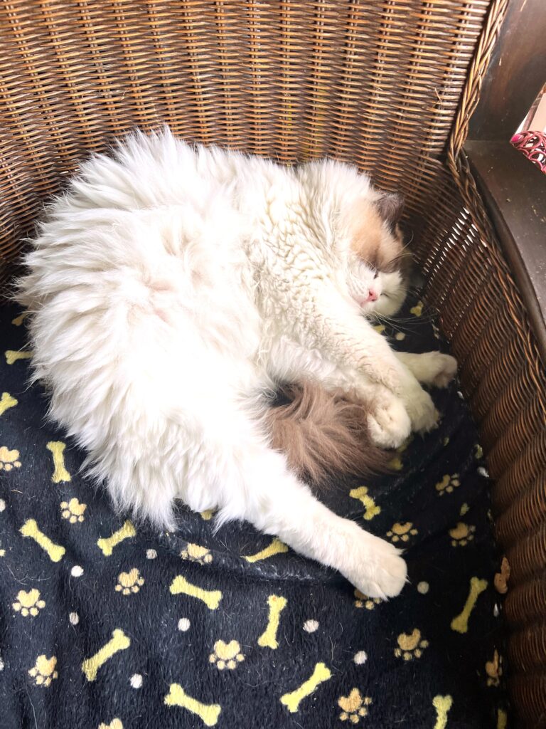 Ragdoll cat Whiskers napping