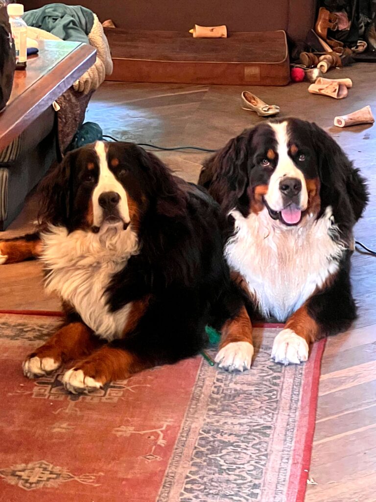 Bernese Mountain dogs Grace and Benson