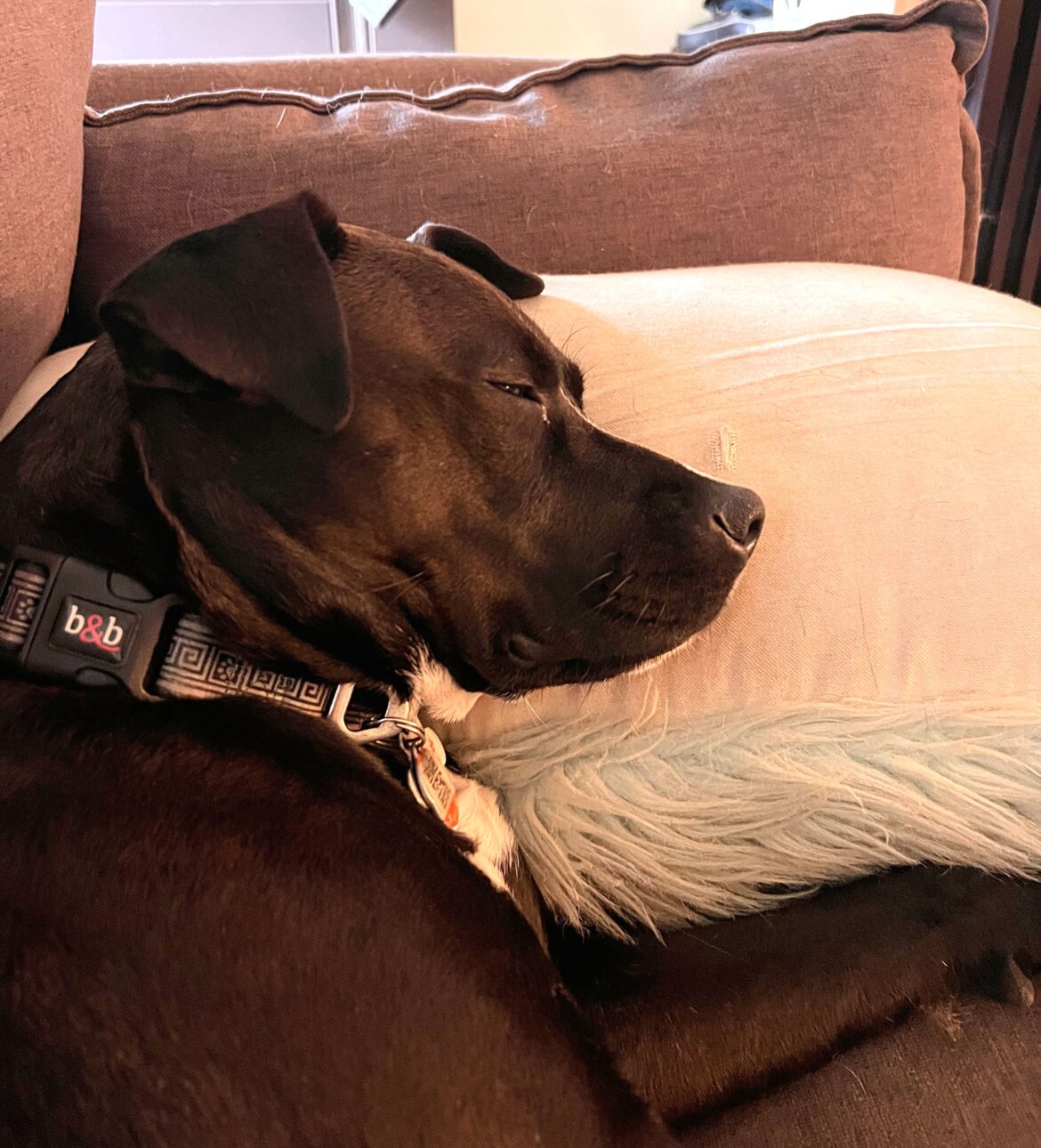 pet dream cat dog nightmare