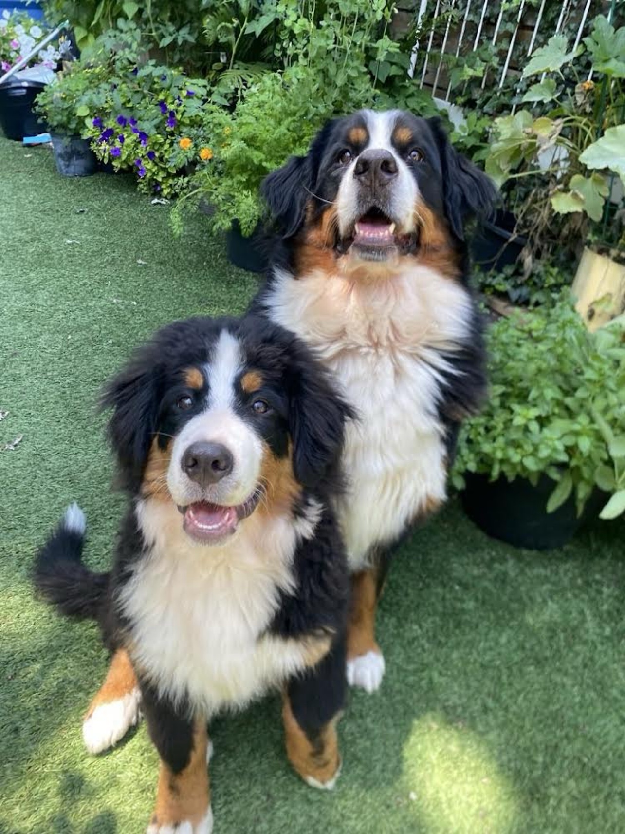 Sassy Sassy - two Bernese Mountain Dogs sitting together in the garden