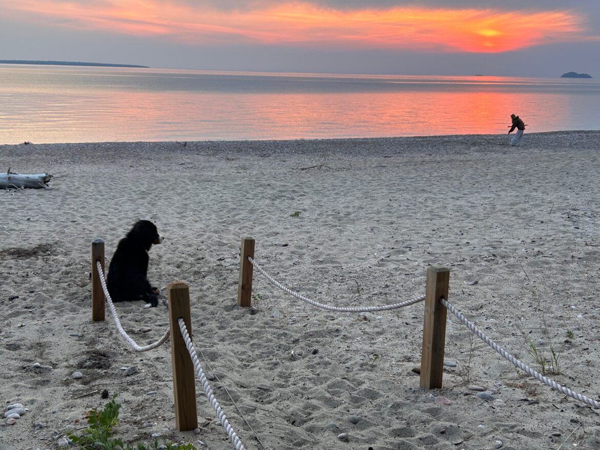 Bernese mountain dog camping