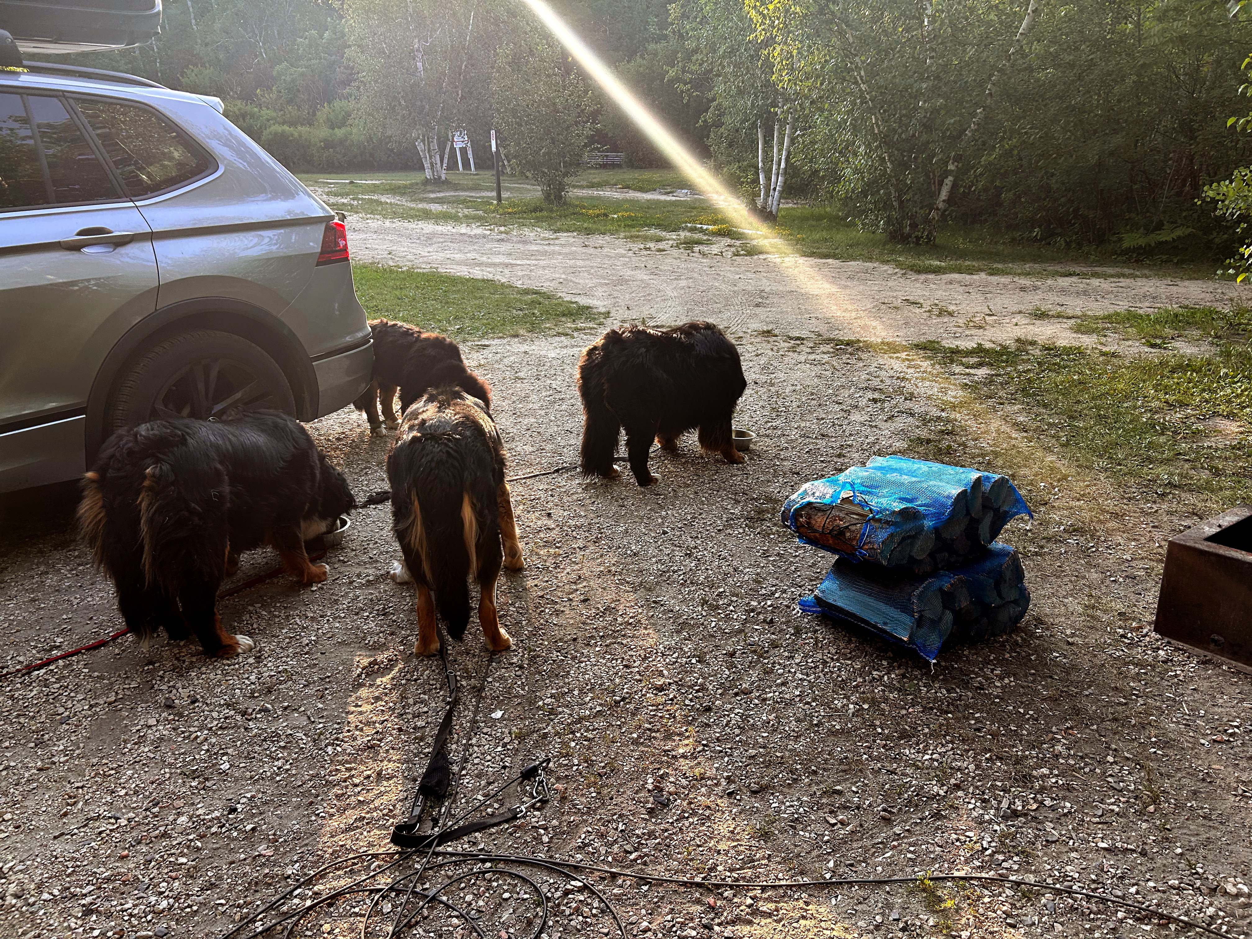 Dogs eating while camping