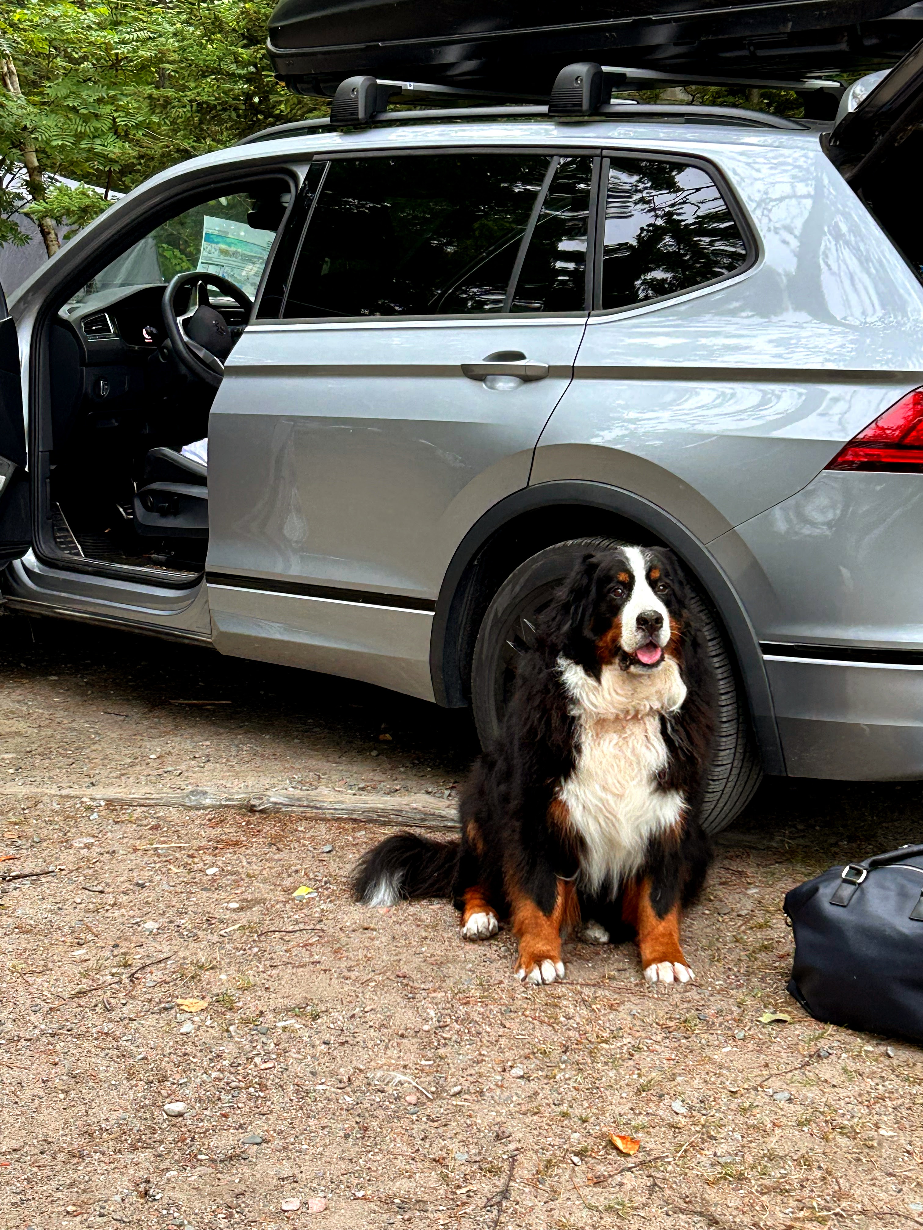 Bernese Mountain dog camping