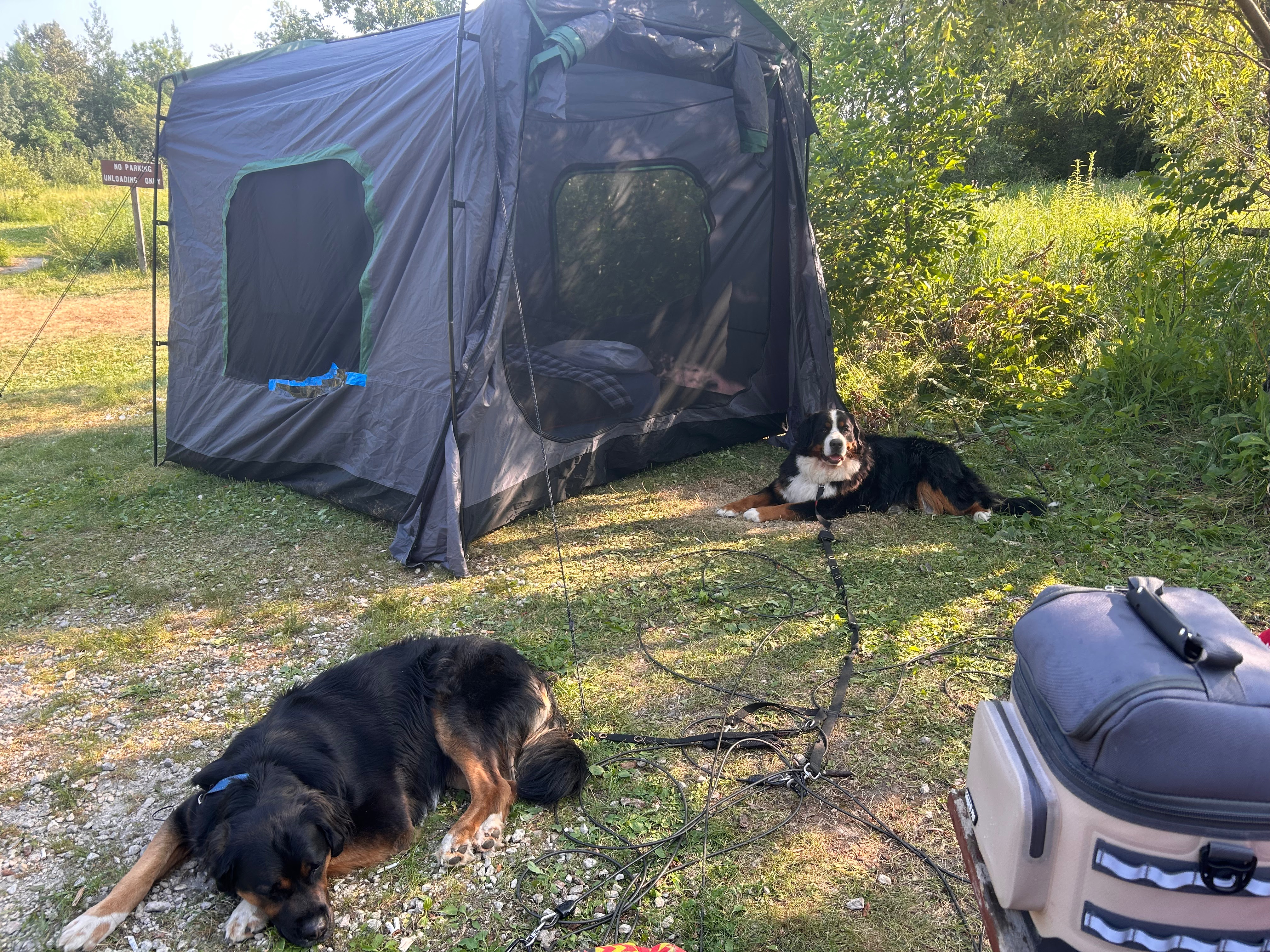 Dogs by the tent camping