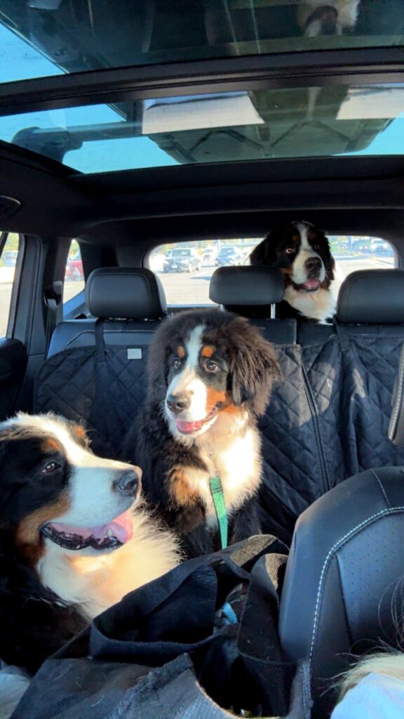 dogs in the car for a roadtrip