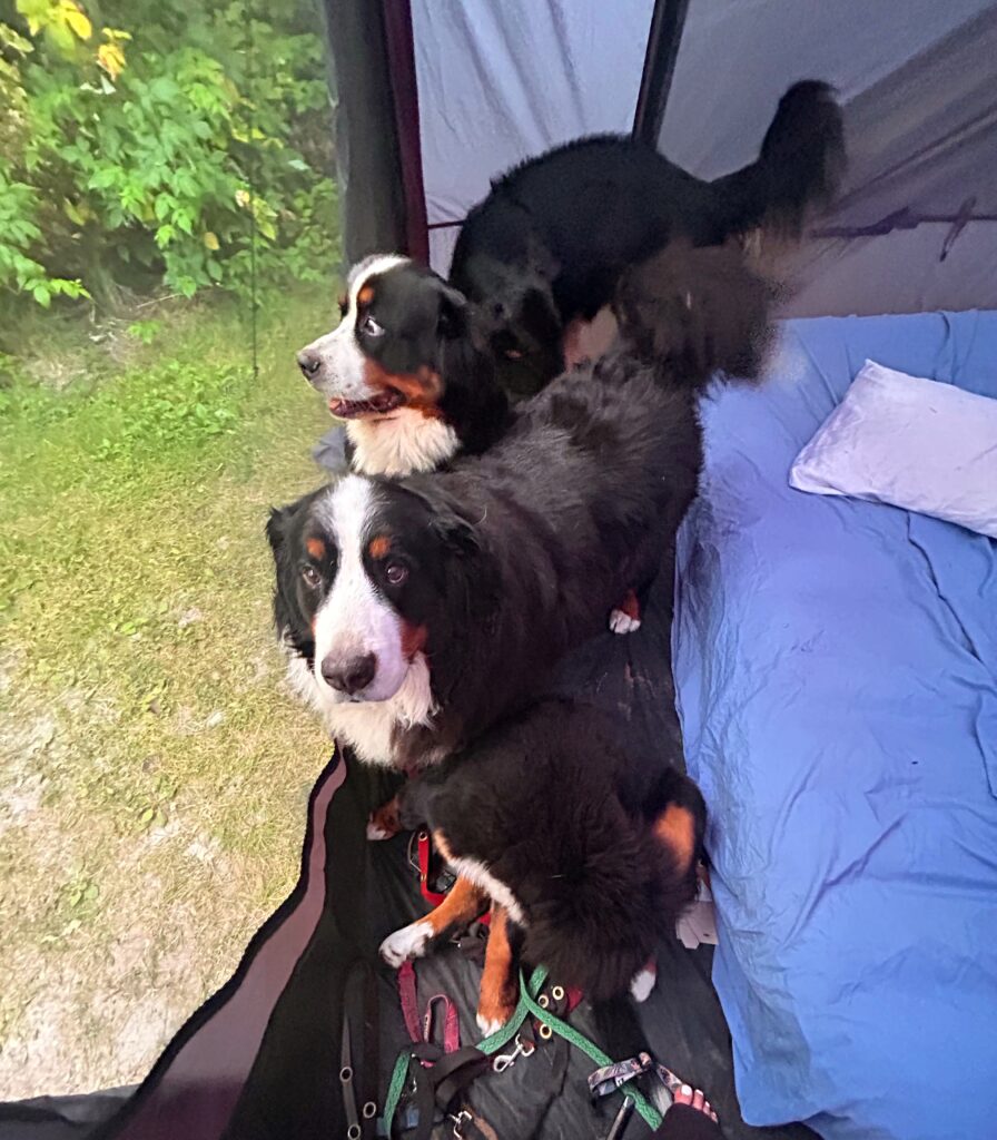 Dogs waiting to be let out of the tent in the morning