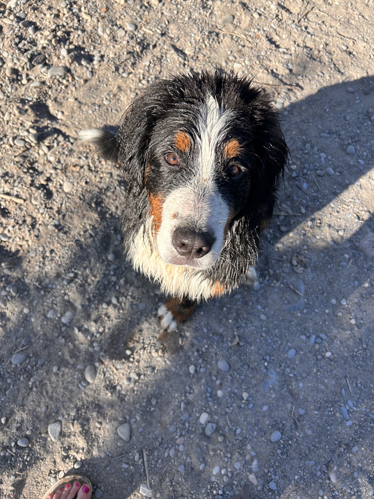 Barney Barney - Bernese Mountain Dog puppy standing on pebbles looking up at the camera