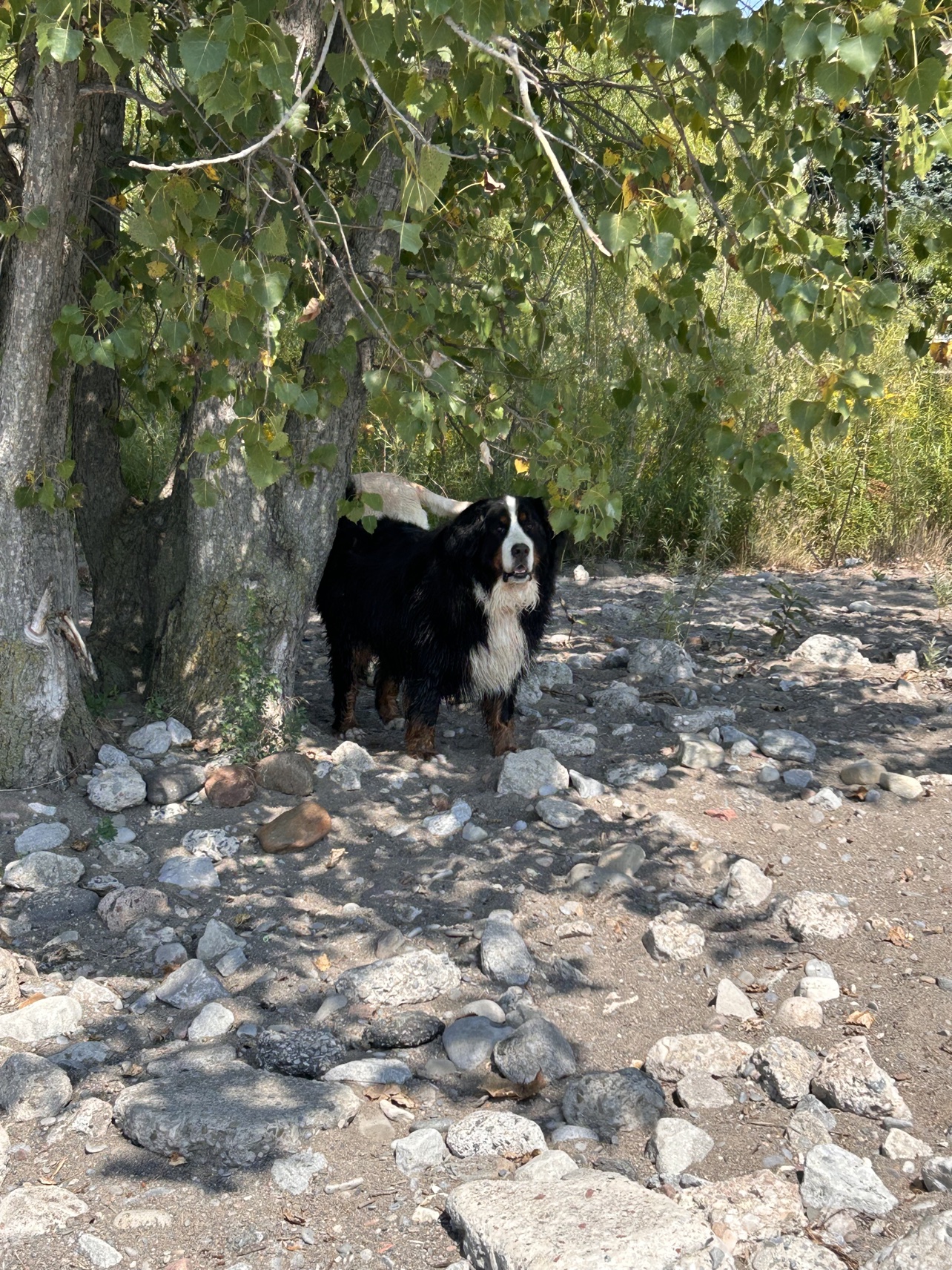 Grace Grace, an adult Bernese Mountain Dog standing under trees on a rocky beach