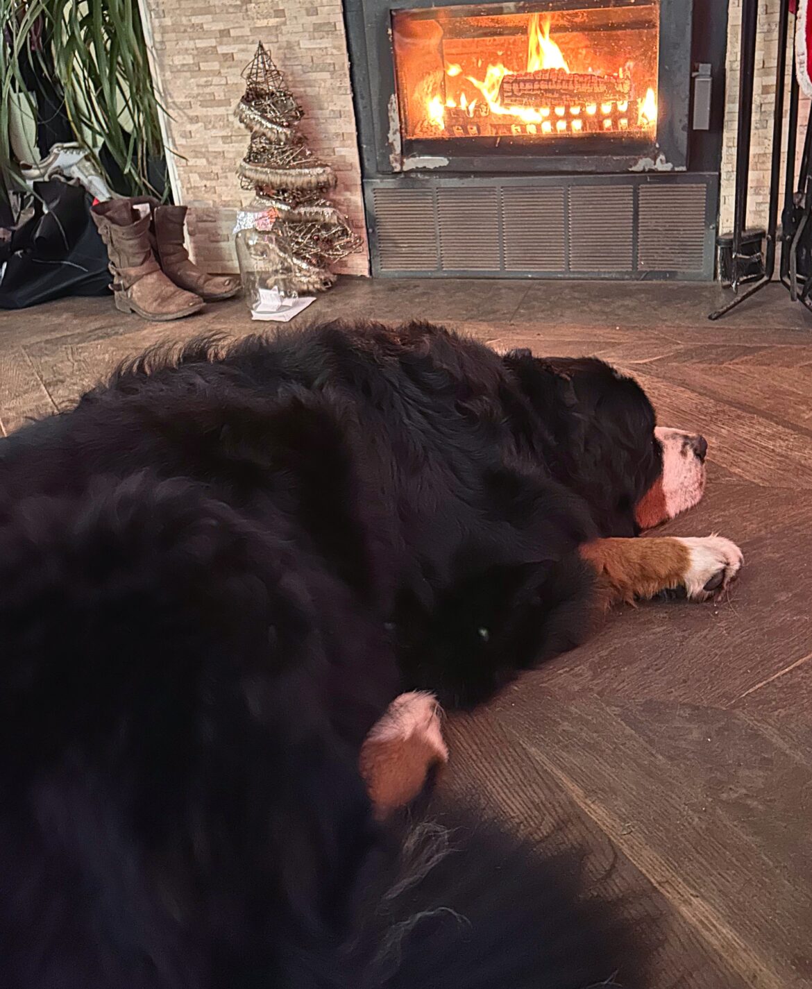Benson the Bernese Mountain Dog sleeping peacefully on the floor the night before his TPLO knee surgery